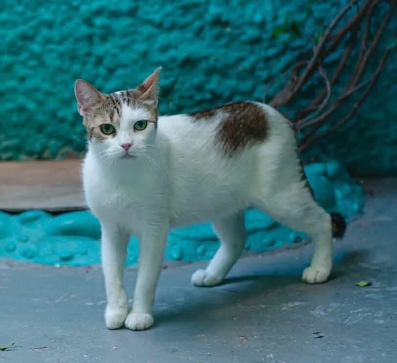 Celine,  Mixed Breed for adoption at ZEIL — Ζωοφιλική Ένωση Ηλιούπολης, Helioupoli (Athens)