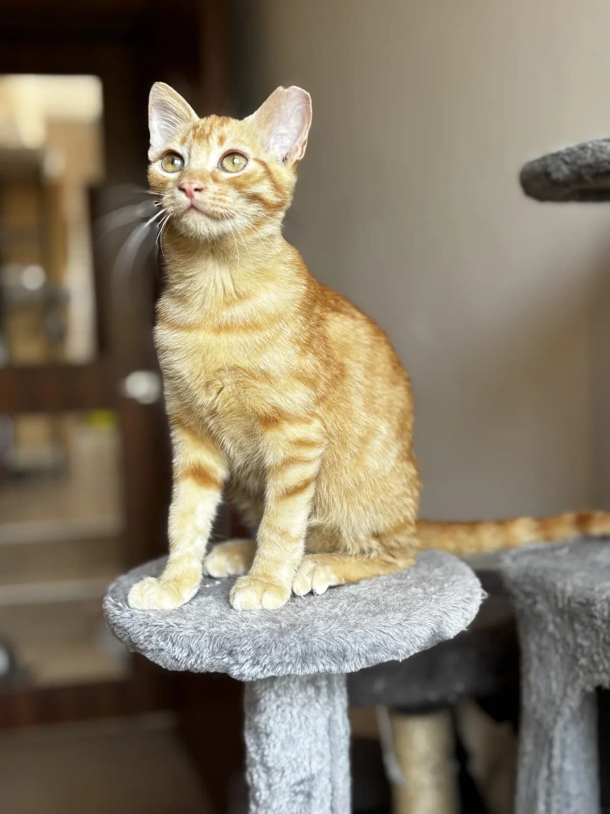 Martselo (Μαρτσέλο),  Mixed Breed for adoption at ZEIL — Ζωοφιλική Ένωση Ηλιούπολης, Helioupoli (Athens)