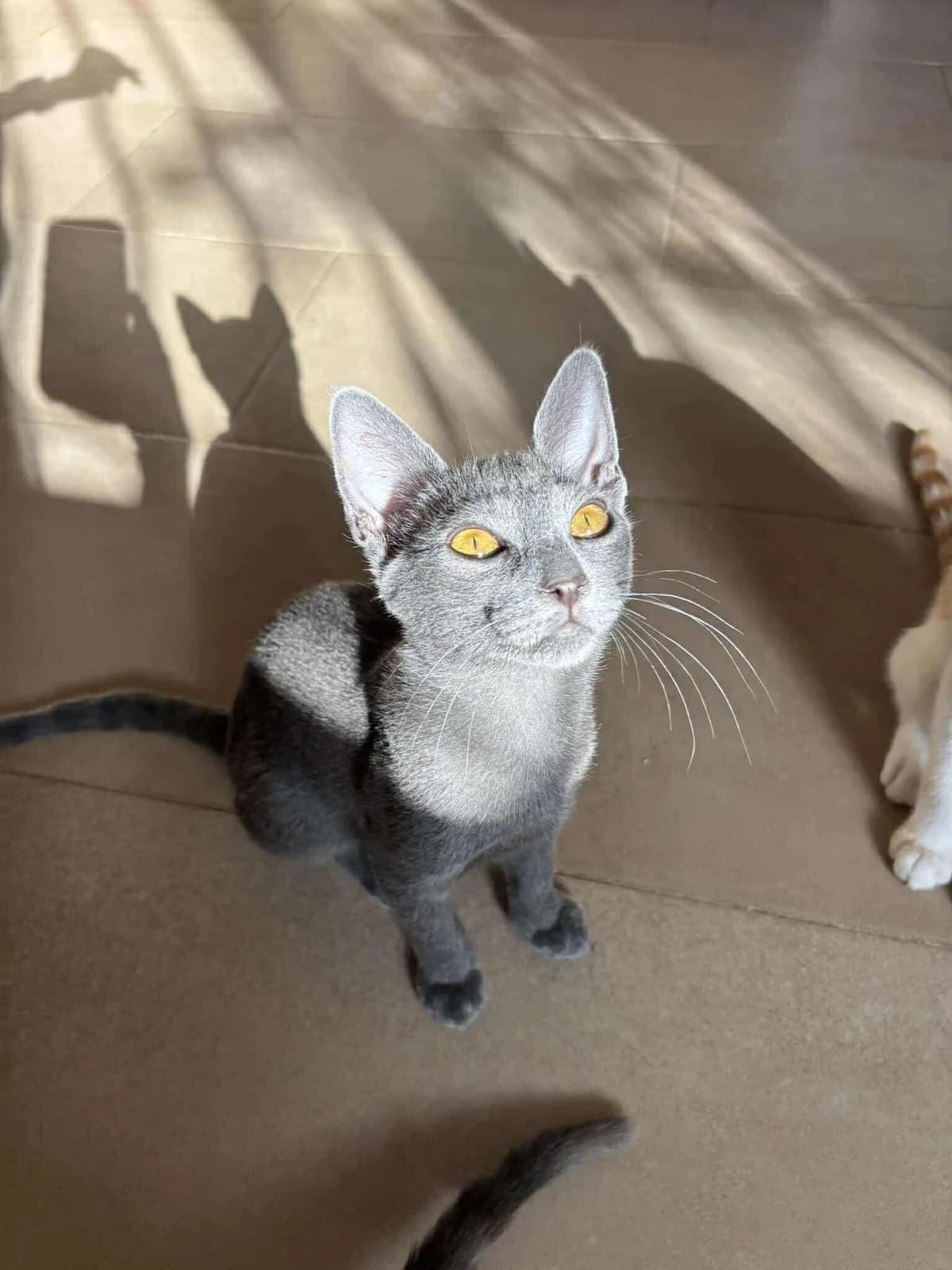 Storm,  Mixed Breed for adoption at ZEIL — Ζωοφιλική Ένωση Ηλιούπολης, Helioupoli (Athens)