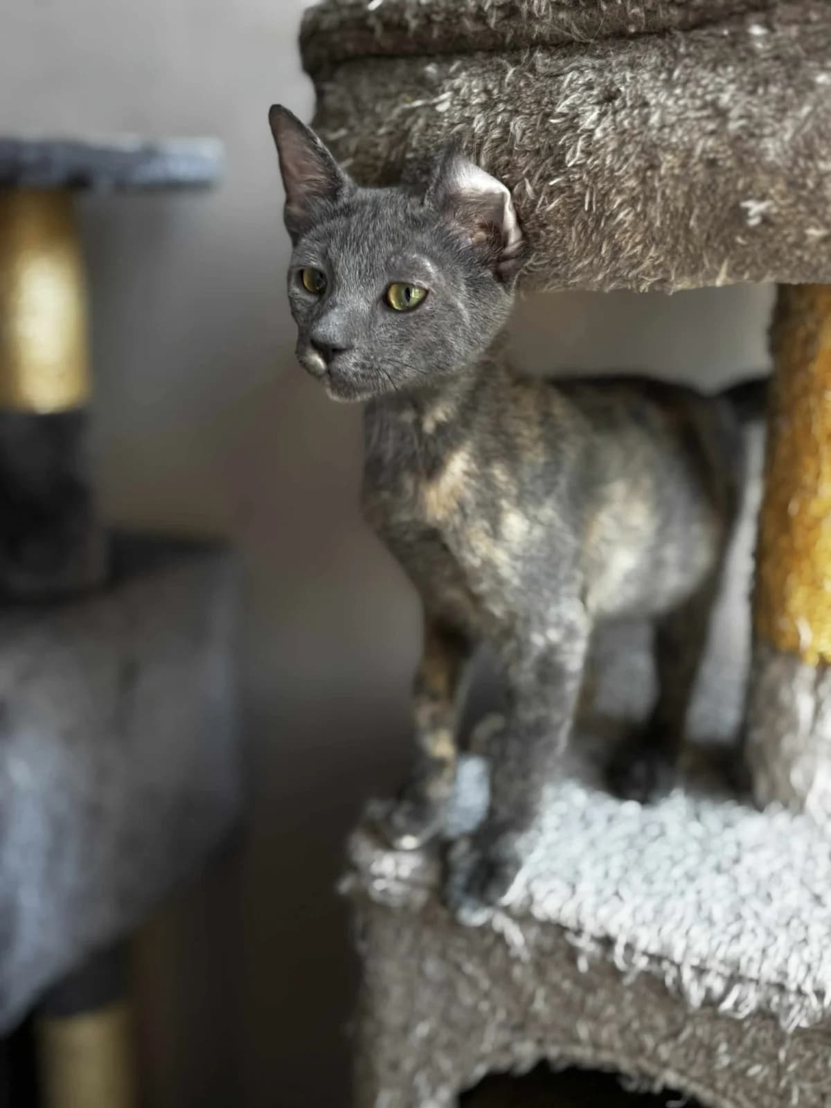 Loysi (Λούσι),  Mixed Breed for adoption at ZEIL — Ζωοφιλική Ένωση Ηλιούπολης, Helioupoli (Athens)
