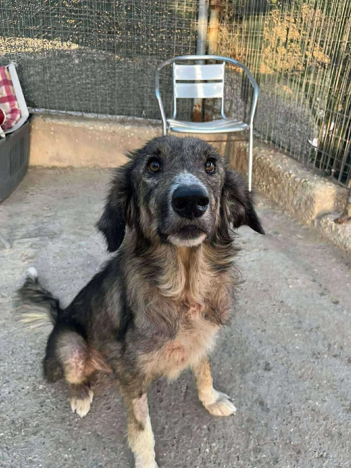 Fiona (Φιόνα),  Mixed Breed for adoption at ZEIL — Ζωοφιλική Ένωση Ηλιούπολης, Helioupoli (Athens)