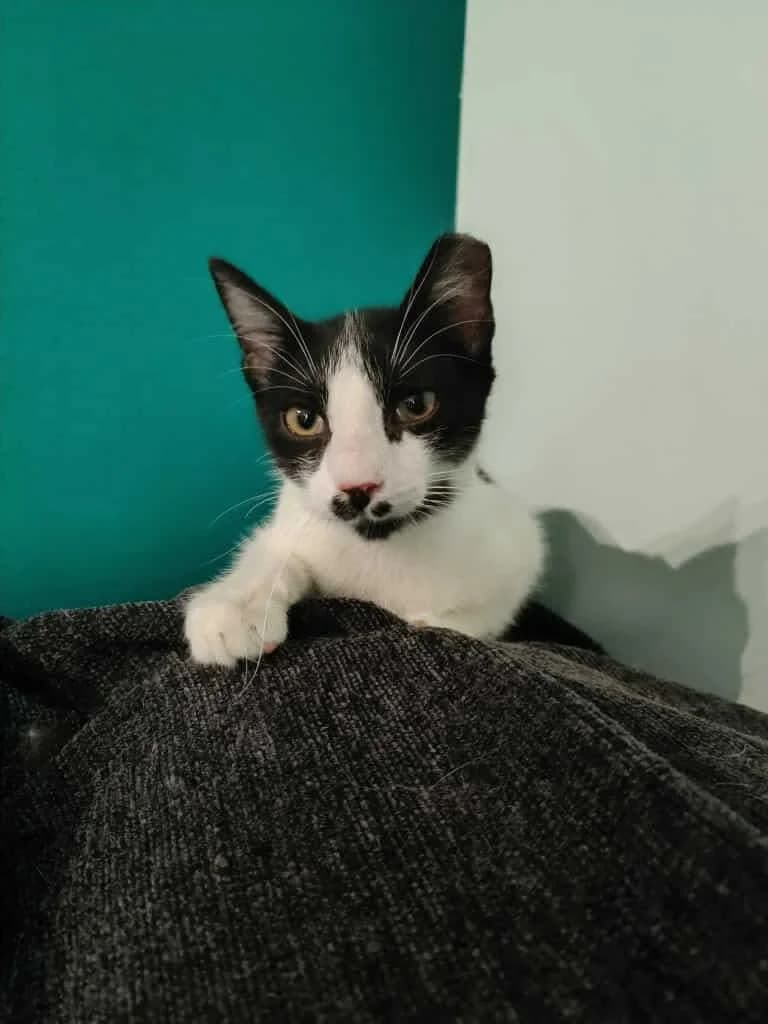 Poyaro (Πουαρό),  Mixed Breed for adoption at ZEIL — Ζωοφιλική Ένωση Ηλιούπολης, Helioupoli (Athens)