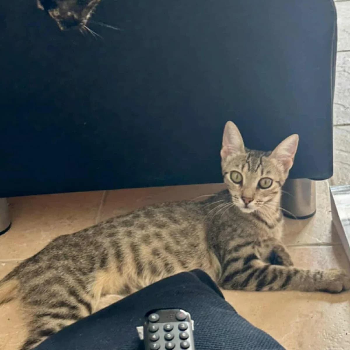 Kira Tzoynior (Κίρα Τζούνιορ),  Mixed Breed for adoption at ZEIL — Ζωοφιλική Ένωση Ηλιούπολης, Helioupoli (Athens)