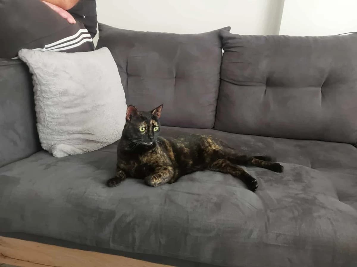 Lily (Λίλυ),  Mixed Breed for adoption at ZEIL — Ζωοφιλική Ένωση Ηλιούπολης, Helioupoli (Athens)