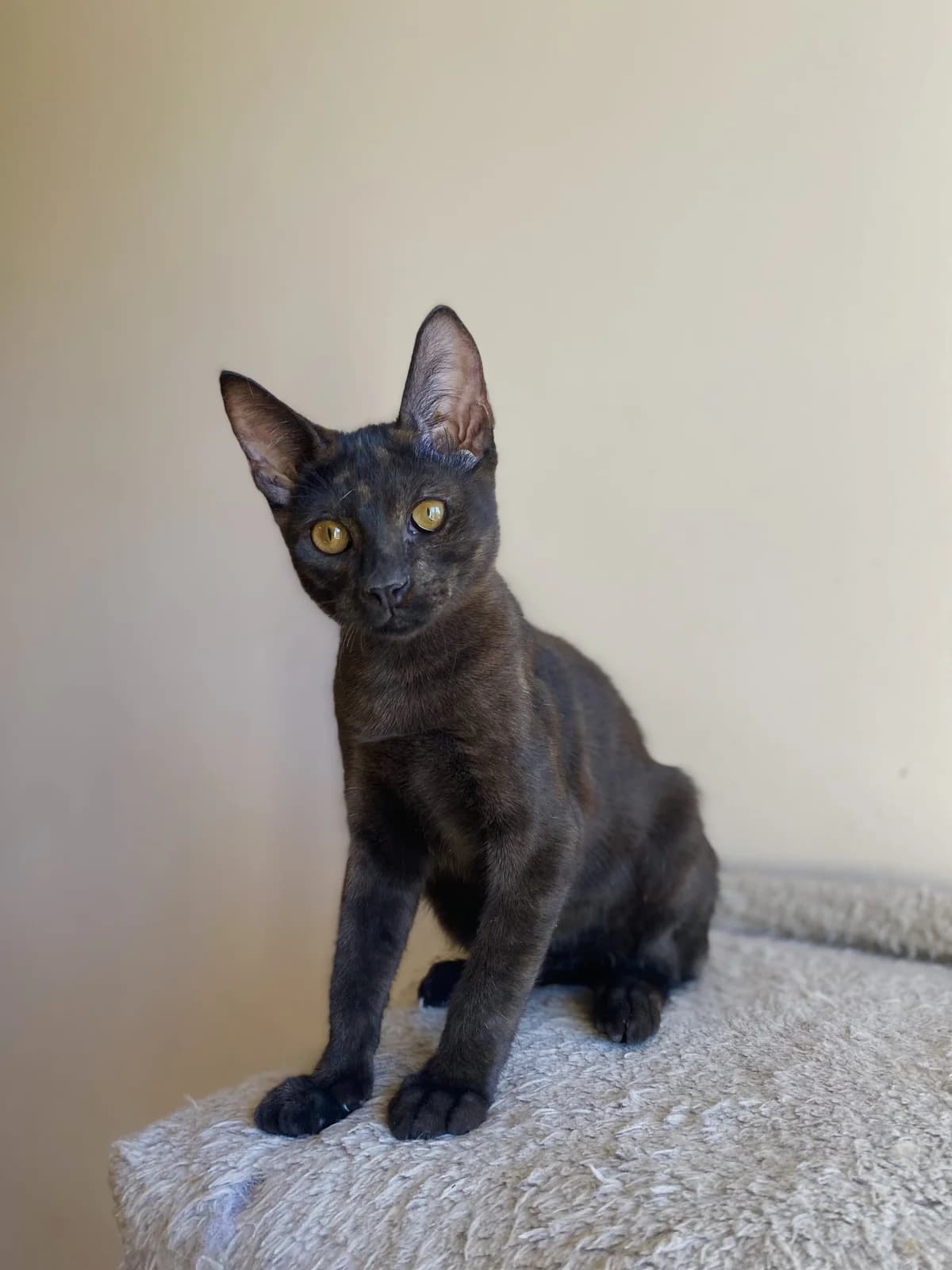 Poytigkas (Πουτίγκας),  Mixed Breed for adoption at ZEIL — Ζωοφιλική Ένωση Ηλιούπολης, Helioupoli (Athens)