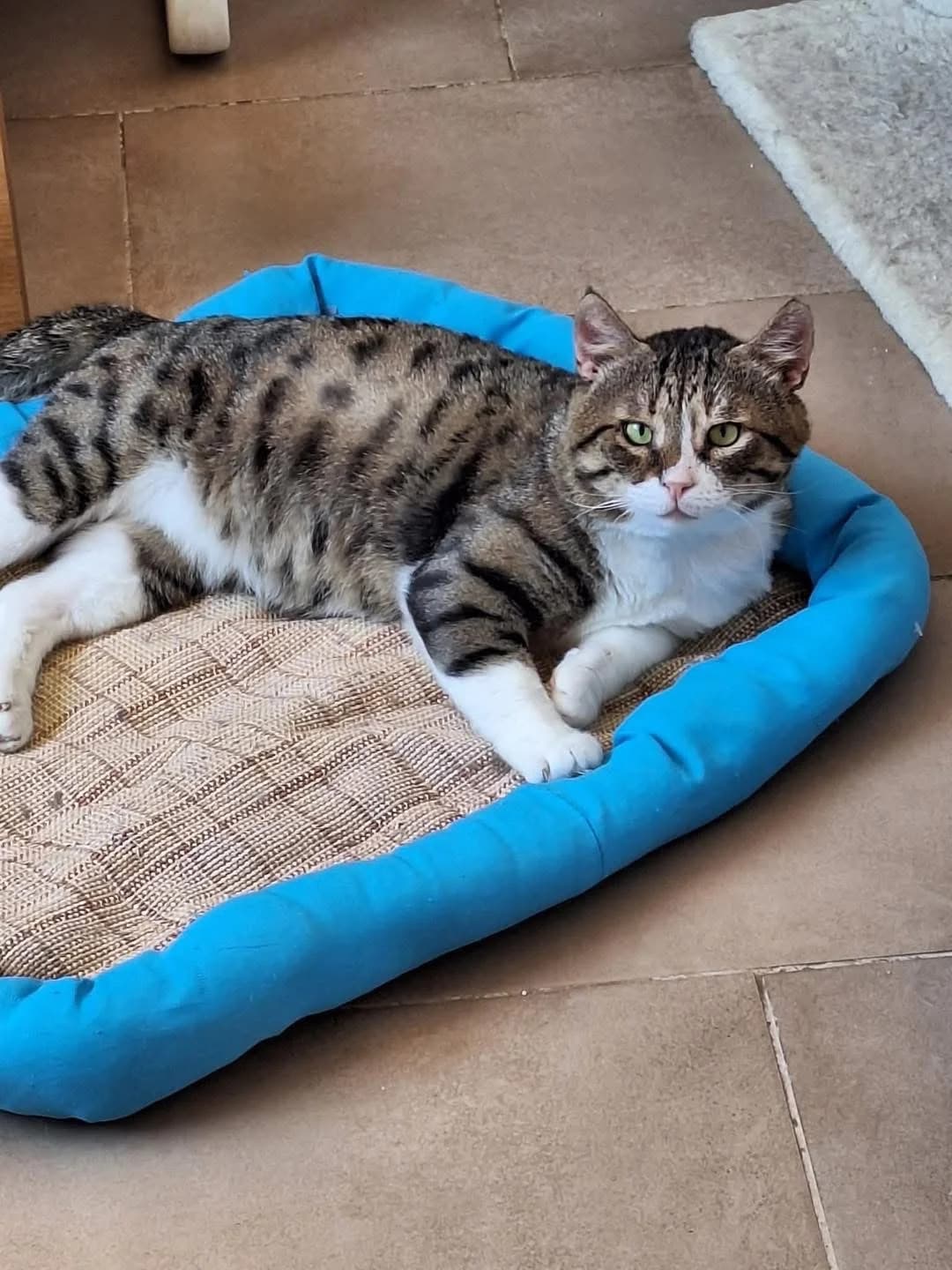 Peponis (Πεπόνης),  Mixed Breed for adoption at ZEIL — Ζωοφιλική Ένωση Ηλιούπολης, Helioupoli (Athens)