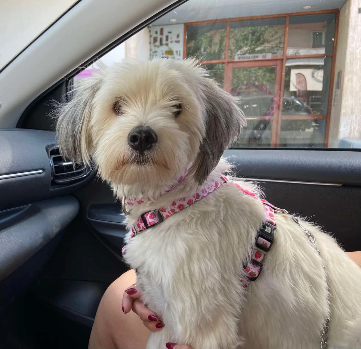 Rea (Ρέα),  Mixed Breed for adoption at ZEIL — Ζωοφιλική Ένωση Ηλιούπολης, Helioupoli (Athens)