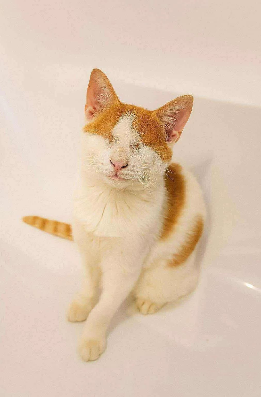 Manos (Μάνος),  Mixed Breed for adoption at ZEIL — Ζωοφιλική Ένωση Ηλιούπολης, Helioupoli (Athens)