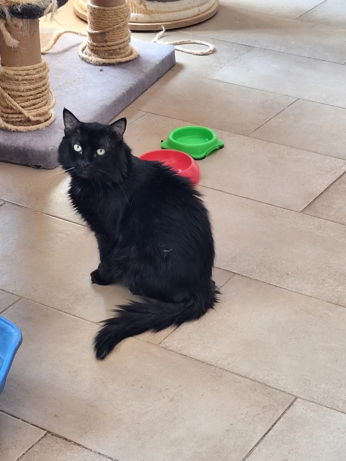 Alexandros (Aλέξανδρος),  Mixed Breed for adoption at ZEIL — Ζωοφιλική Ένωση Ηλιούπολης, Helioupoli (Athens)