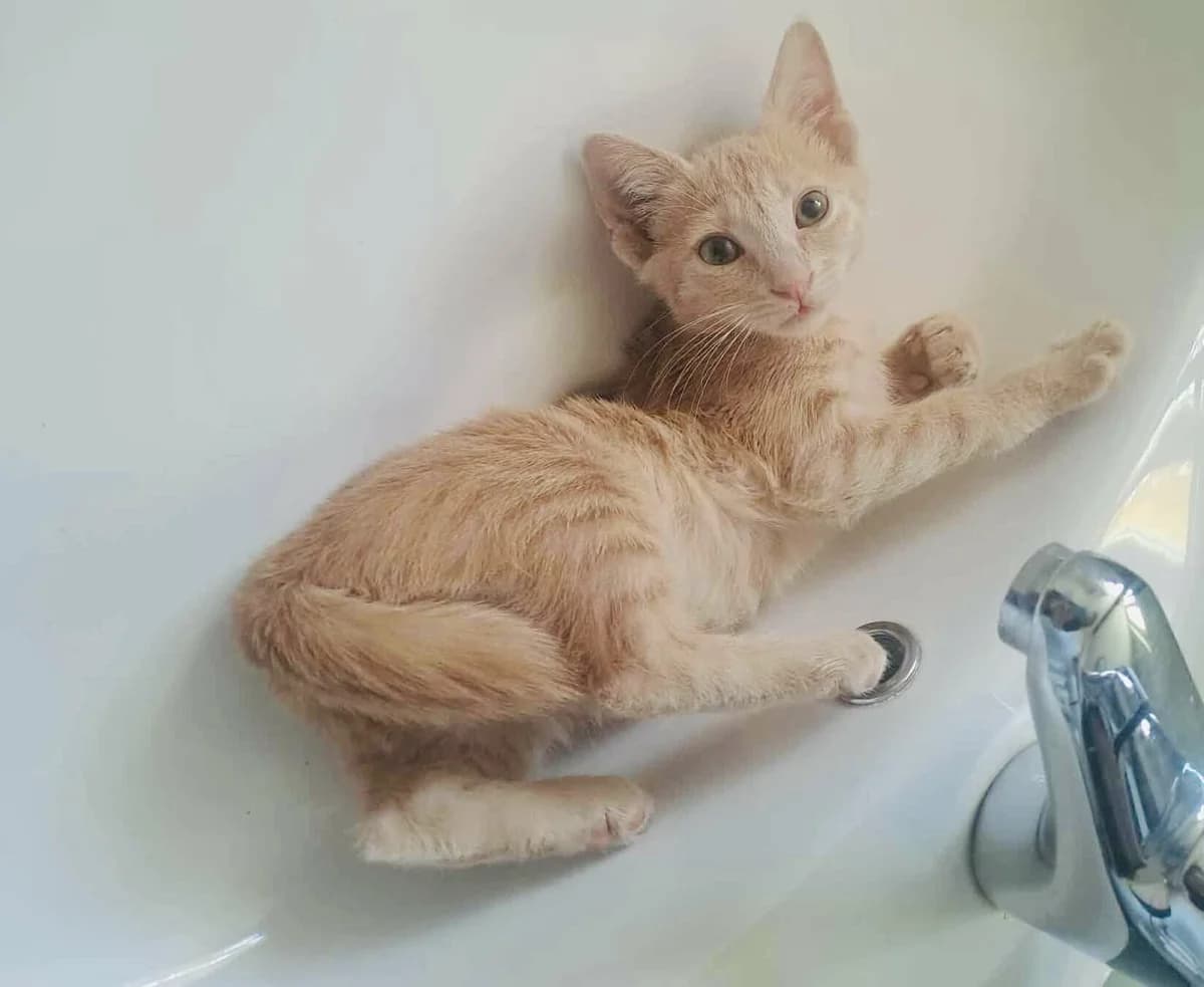 Fanis (Φάνης),  Mixed Breed for adoption at ZEIL — Ζωοφιλική Ένωση Ηλιούπολης, Helioupoli (Athens)