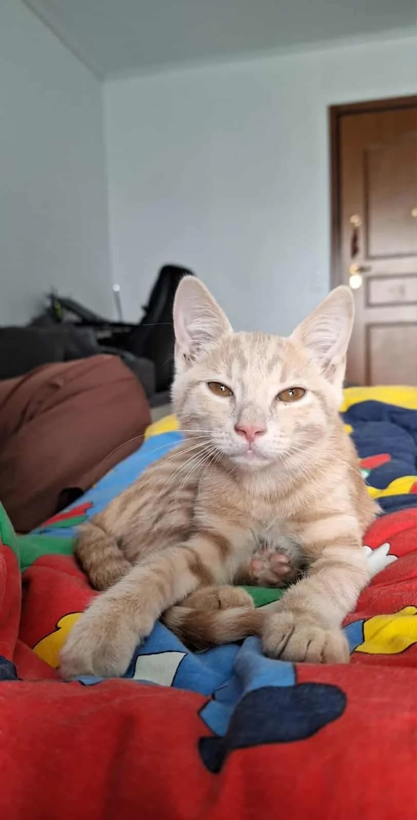 Zymaroylis (Ζυμαρούλης),  Mixed Breed for adoption at ZEIL — Ζωοφιλική Ένωση Ηλιούπολης, Helioupoli (Athens)