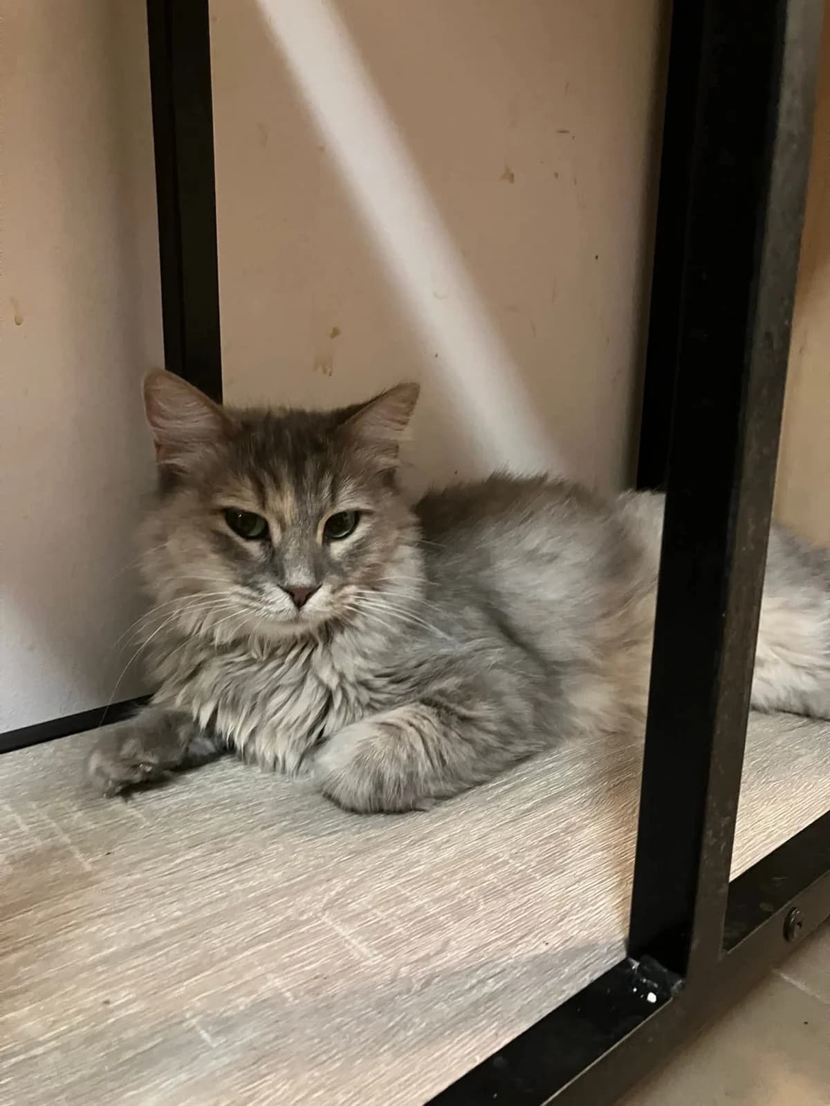 Troyfa (Τρούφα),  Mixed Breed for adoption at ZEIL — Ζωοφιλική Ένωση Ηλιούπολης, Helioupoli (Athens)