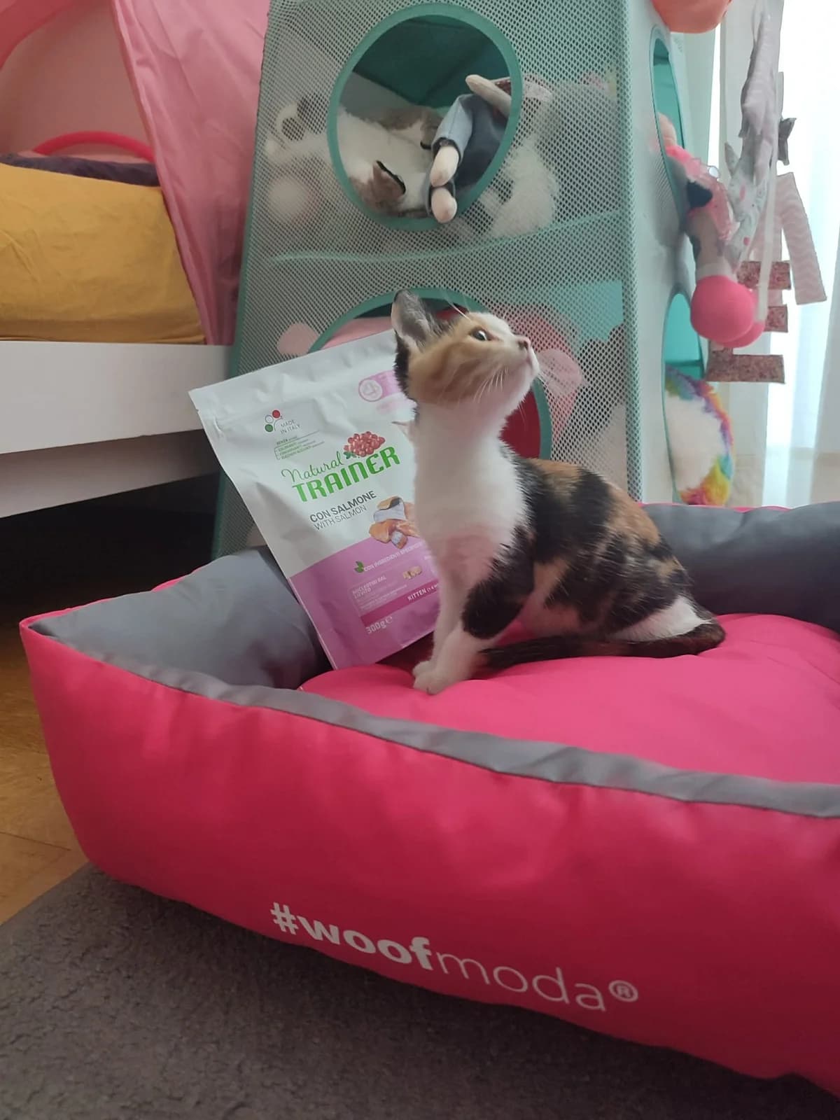 Lida (Λήδα),  Mixed Breed for adoption at ZEIL — Ζωοφιλική Ένωση Ηλιούπολης, Helioupoli (Athens)