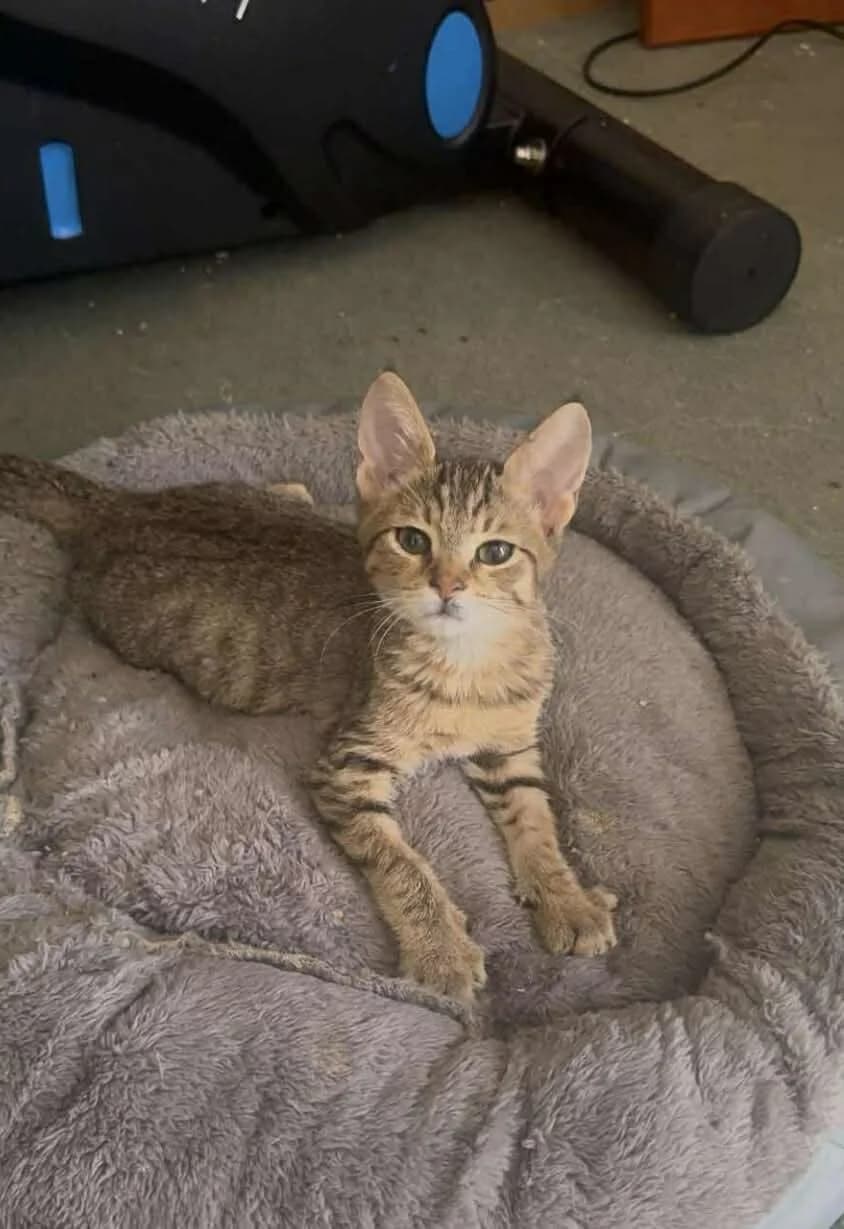 Petros (Πέτρος),  Mixed Breed for adoption at ZEIL — Ζωοφιλική Ένωση Ηλιούπολης, Helioupoli (Athens)