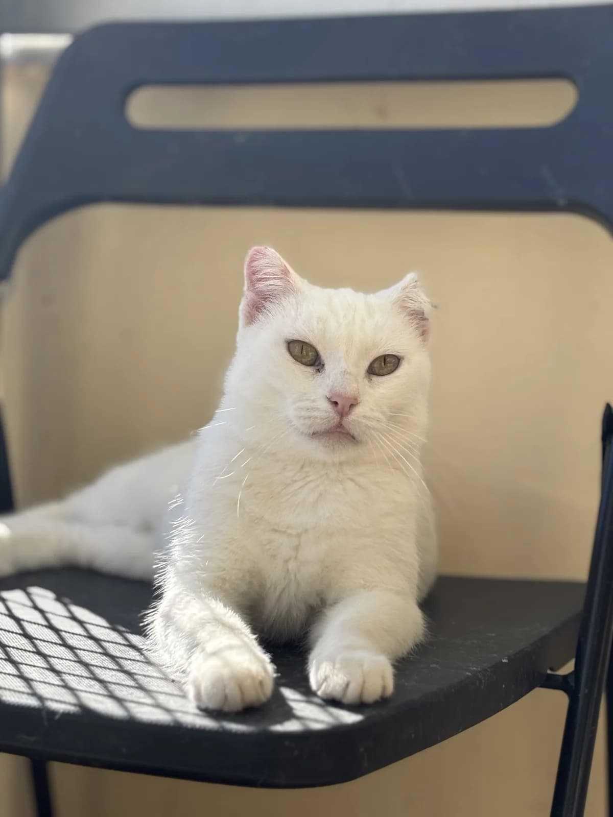Alice,  Mixed Breed for adoption at ZEIL — Ζωοφιλική Ένωση Ηλιούπολης, Helioupoli (Athens)