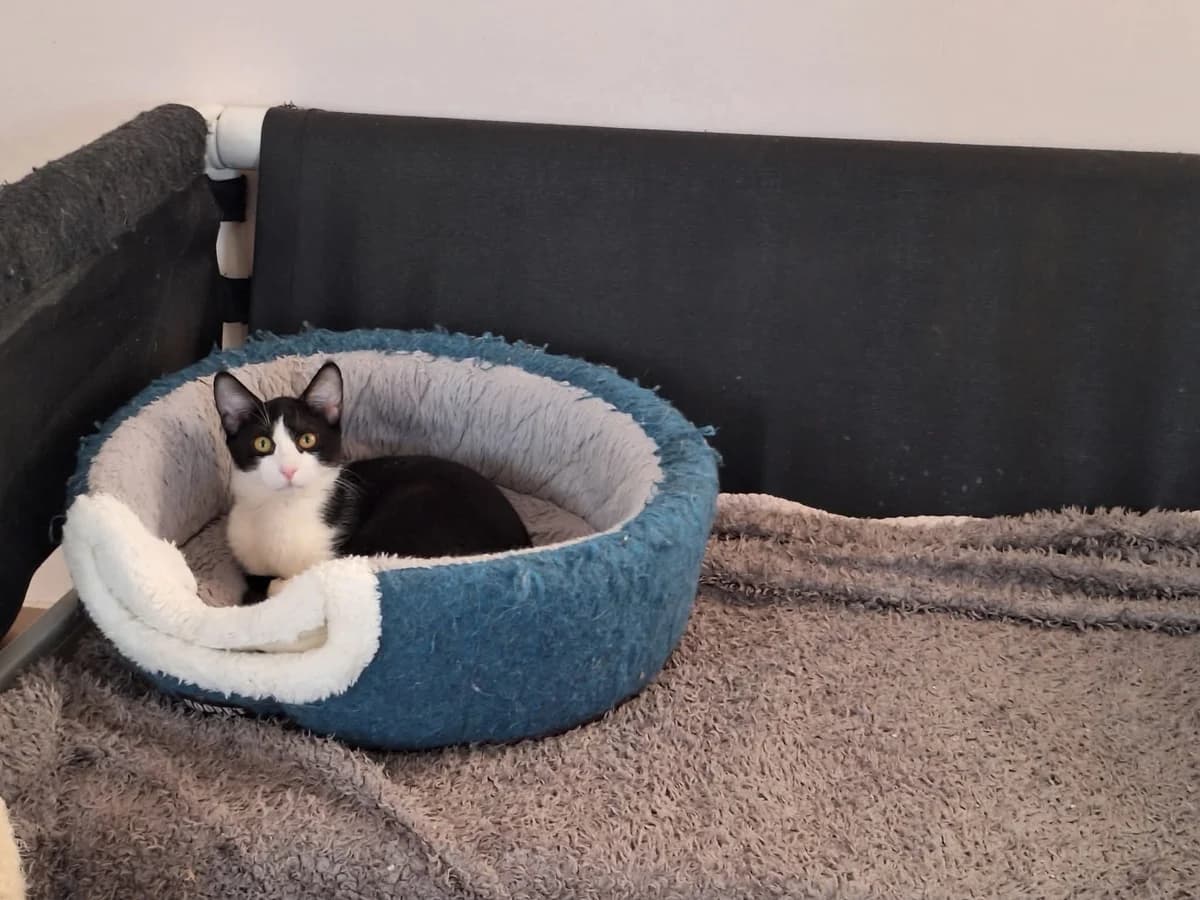 Paddy,  Mixed Breed for adoption at ZEIL — Ζωοφιλική Ένωση Ηλιούπολης, Helioupoli (Athens)
