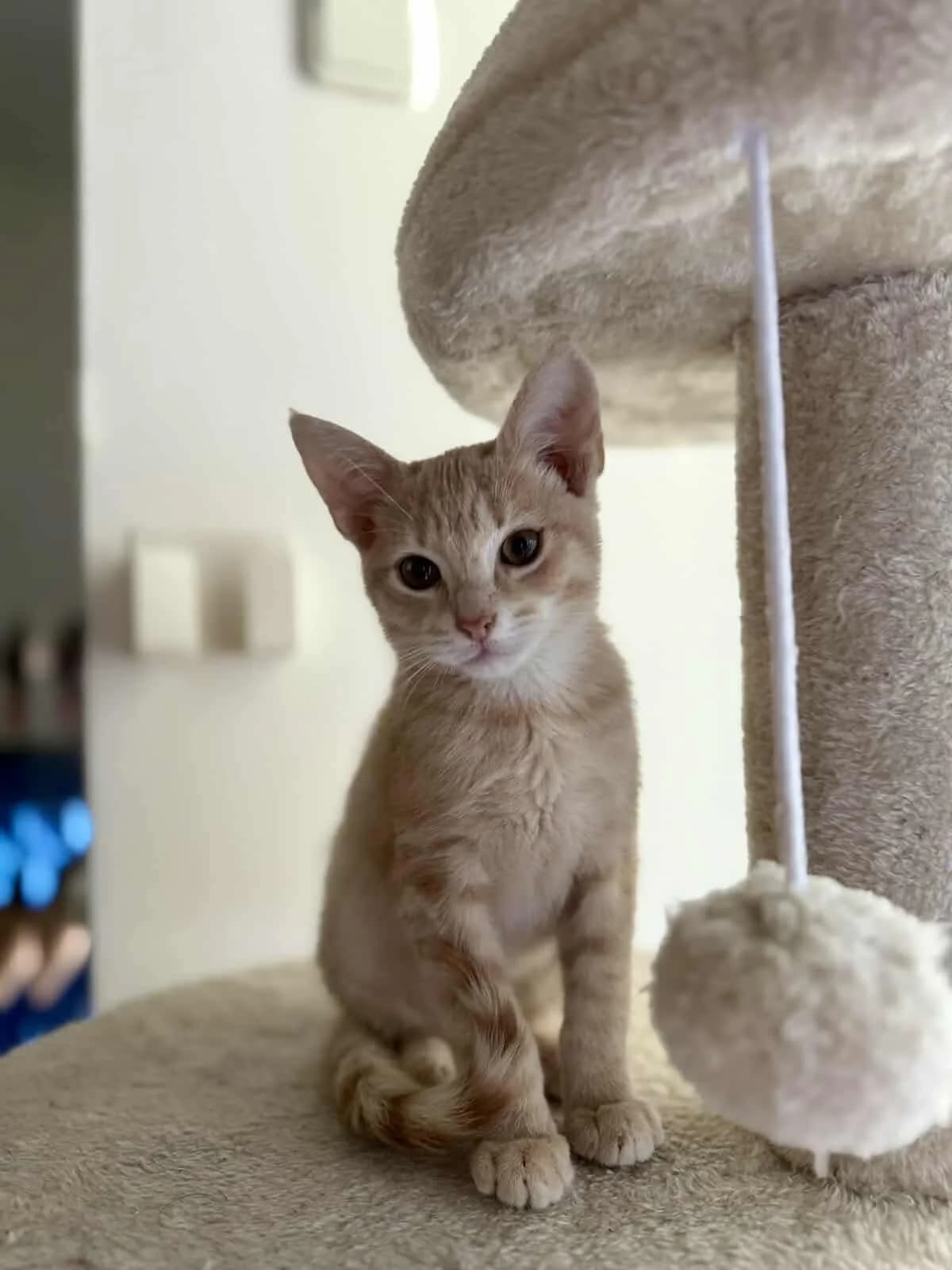 Mangko (Μάνγκο),  Mixed Breed for adoption at ZEIL — Ζωοφιλική Ένωση Ηλιούπολης, Helioupoli (Athens)