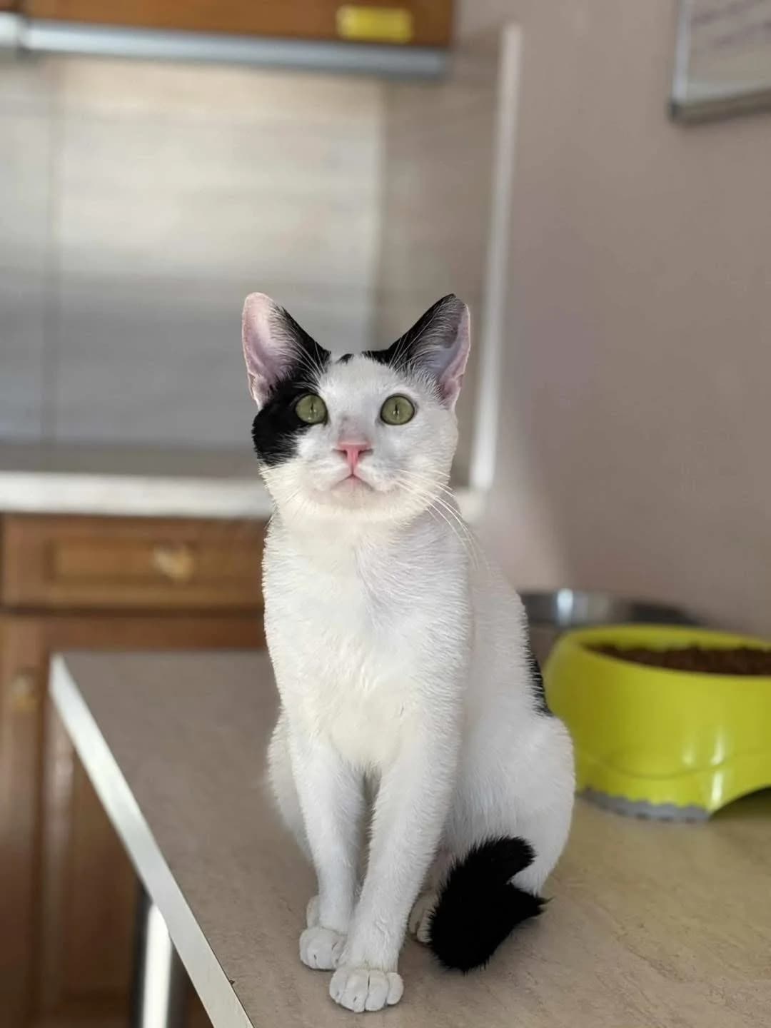 Yin,  Mixed Breed for adoption at ZEIL — Ζωοφιλική Ένωση Ηλιούπολης, Helioupoli (Athens)