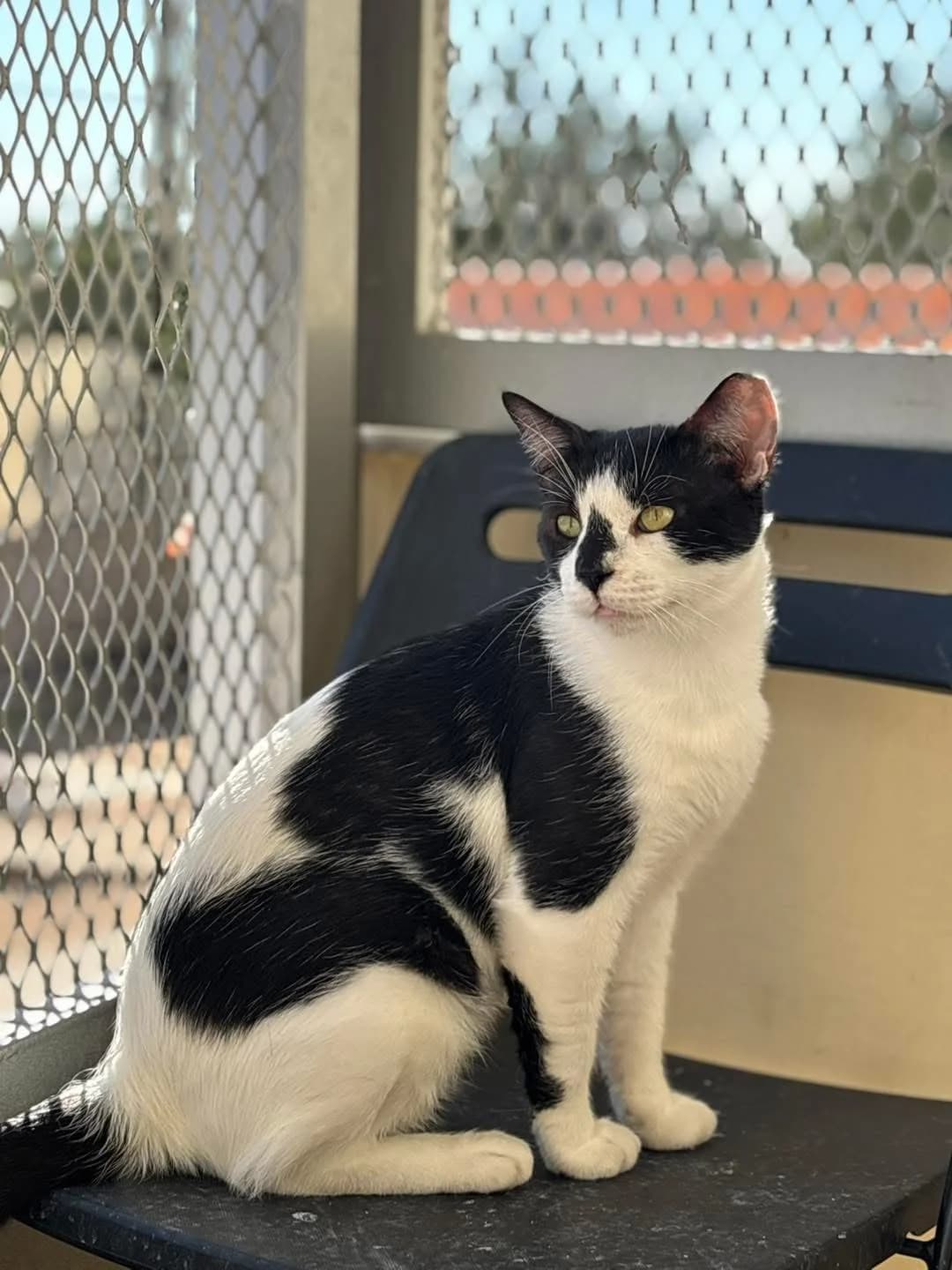 Yang,  Mixed Breed for adoption at ZEIL — Ζωοφιλική Ένωση Ηλιούπολης, Helioupoli (Athens)