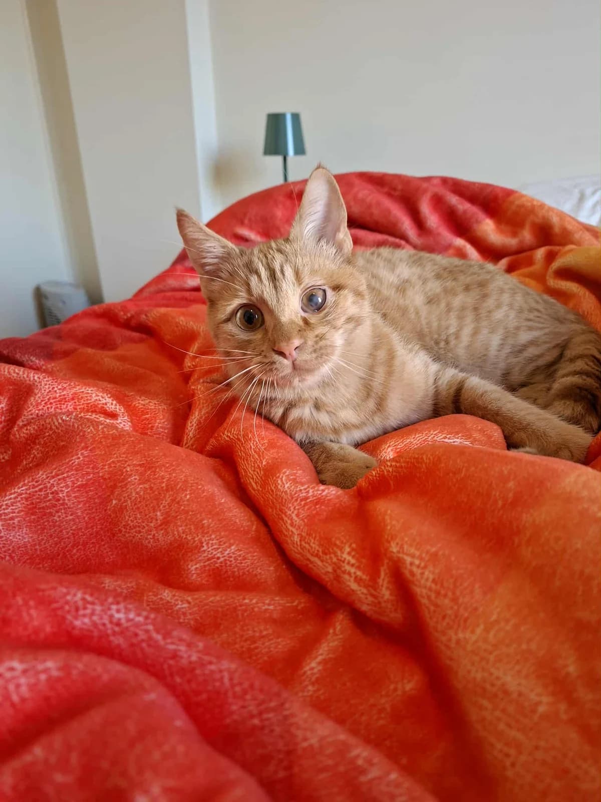 Alekos (Αλέκος),  Mixed Breed for adoption at ZEIL — Ζωοφιλική Ένωση Ηλιούπολης, Helioupoli (Athens)