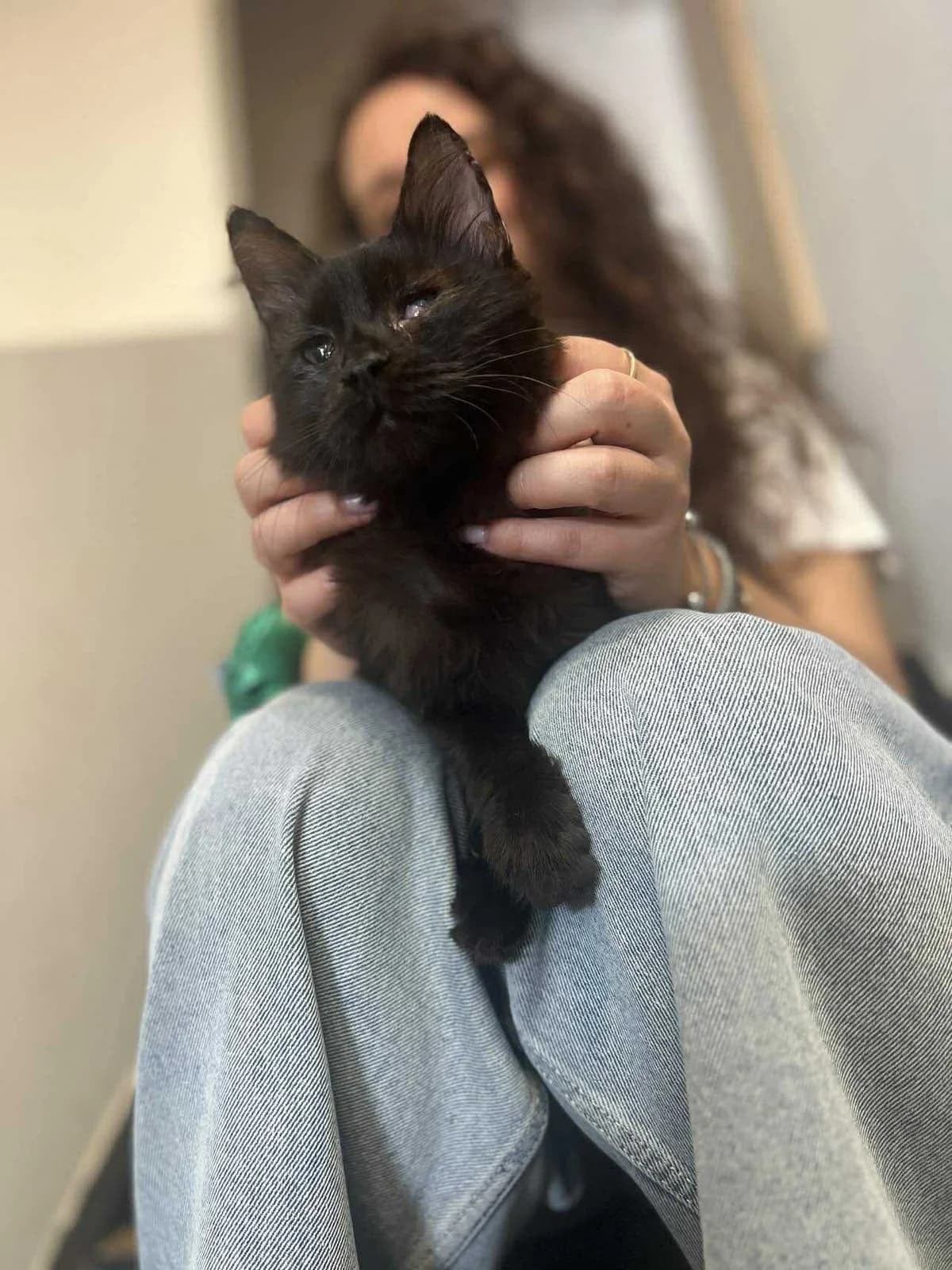 Phantom,  Mixed Breed for adoption at ZEIL — Ζωοφιλική Ένωση Ηλιούπολης, Helioupoli (Athens)