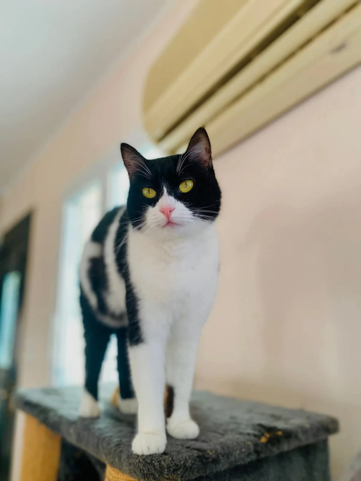 Ntomino (Ντόμινο),  Mixed Breed for adoption at ZEIL — Ζωοφιλική Ένωση Ηλιούπολης, Helioupoli (Athens)