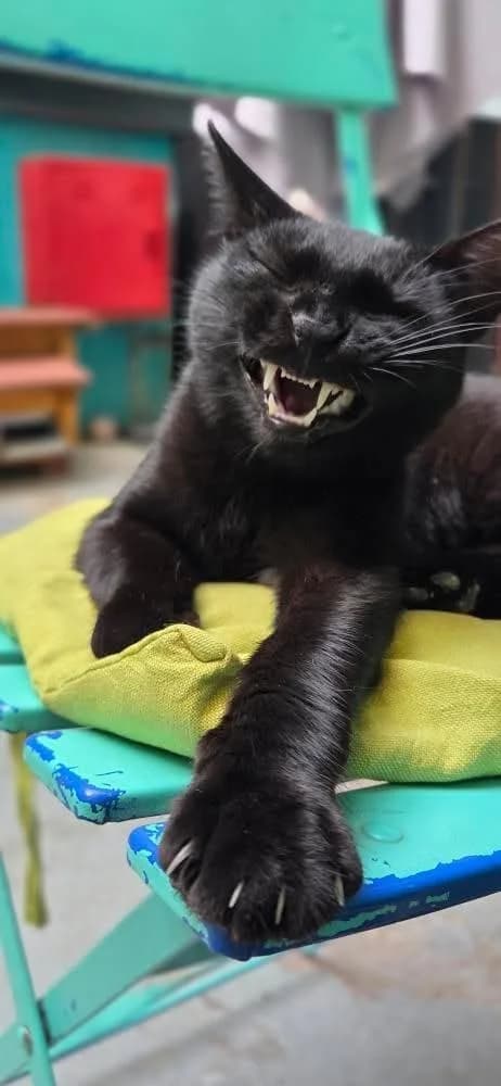 Manto (Μαντώ),  Mixed Breed for adoption at ZEIL — Ζωοφιλική Ένωση Ηλιούπολης, Helioupoli (Athens)