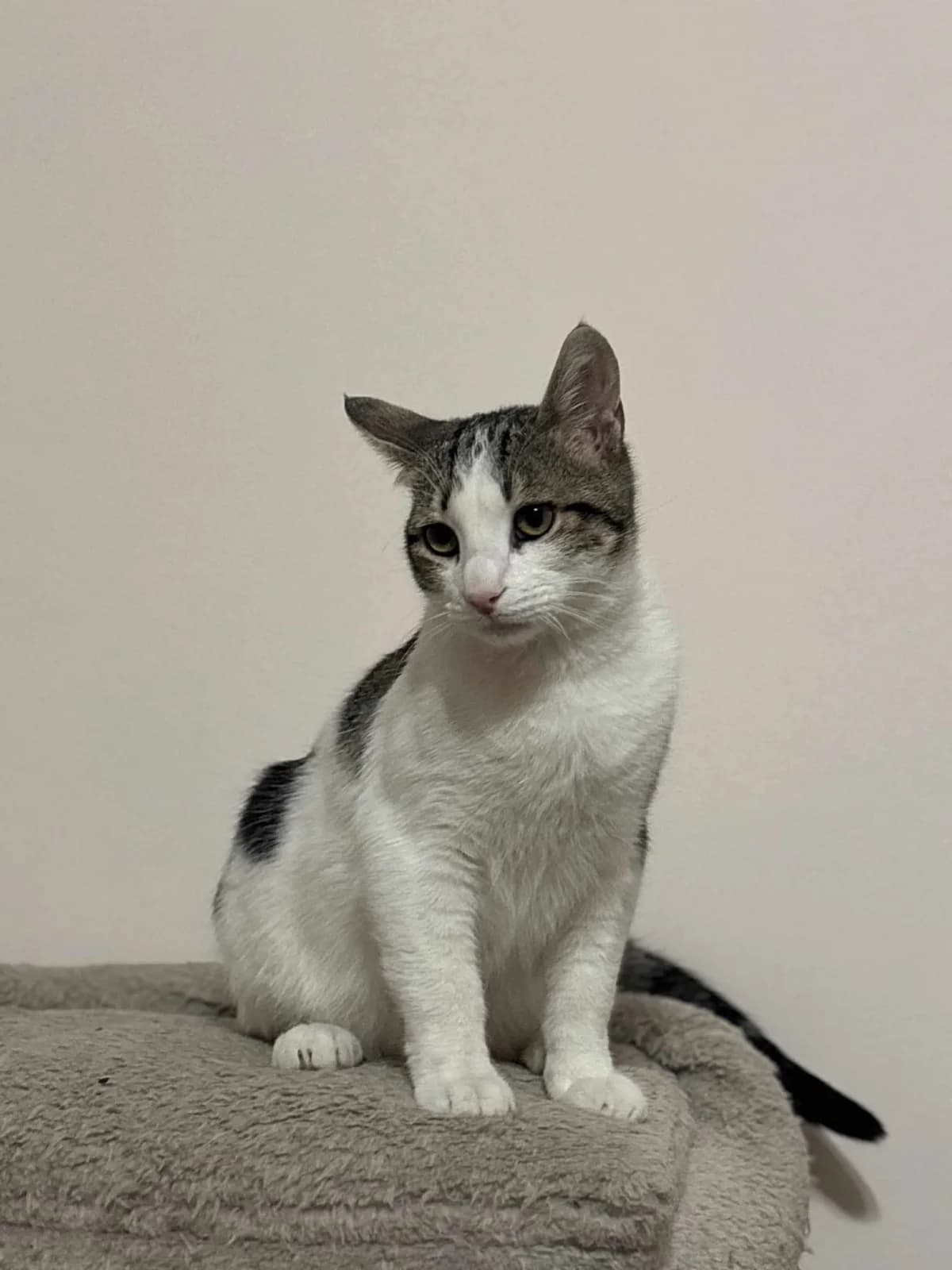 Savvas (Σάββας),  Mixed Breed for adoption at ZEIL — Ζωοφιλική Ένωση Ηλιούπολης, Helioupoli (Athens)