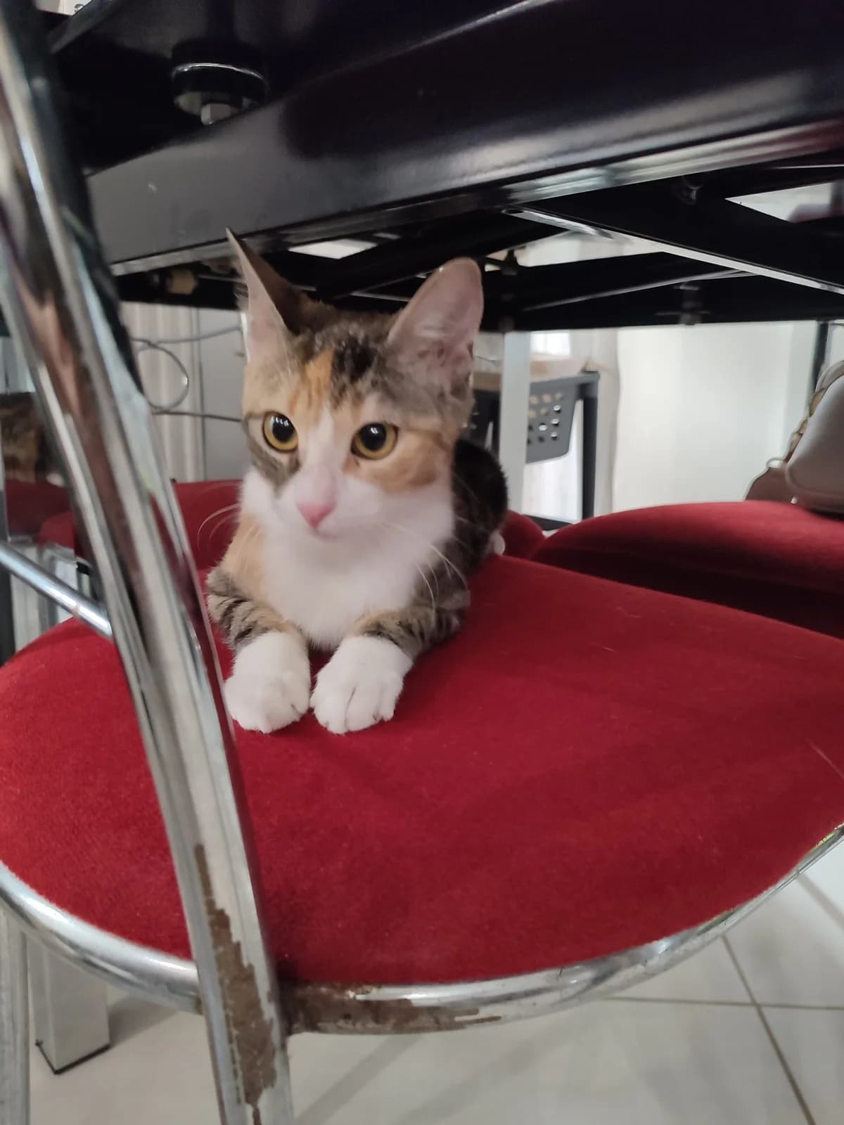 Cloe,  Mixed Breed for adoption at ZEIL — Ζωοφιλική Ένωση Ηλιούπολης, Helioupoli (Athens)