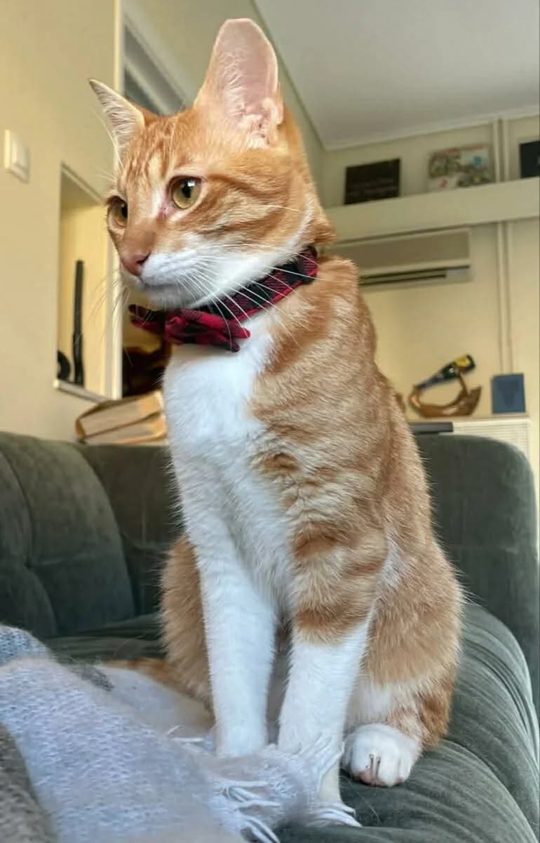 Όliver (Όλιβερ),  Mixed Breed for adoption at ZEIL — Ζωοφιλική Ένωση Ηλιούπολης, Helioupoli (Athens)