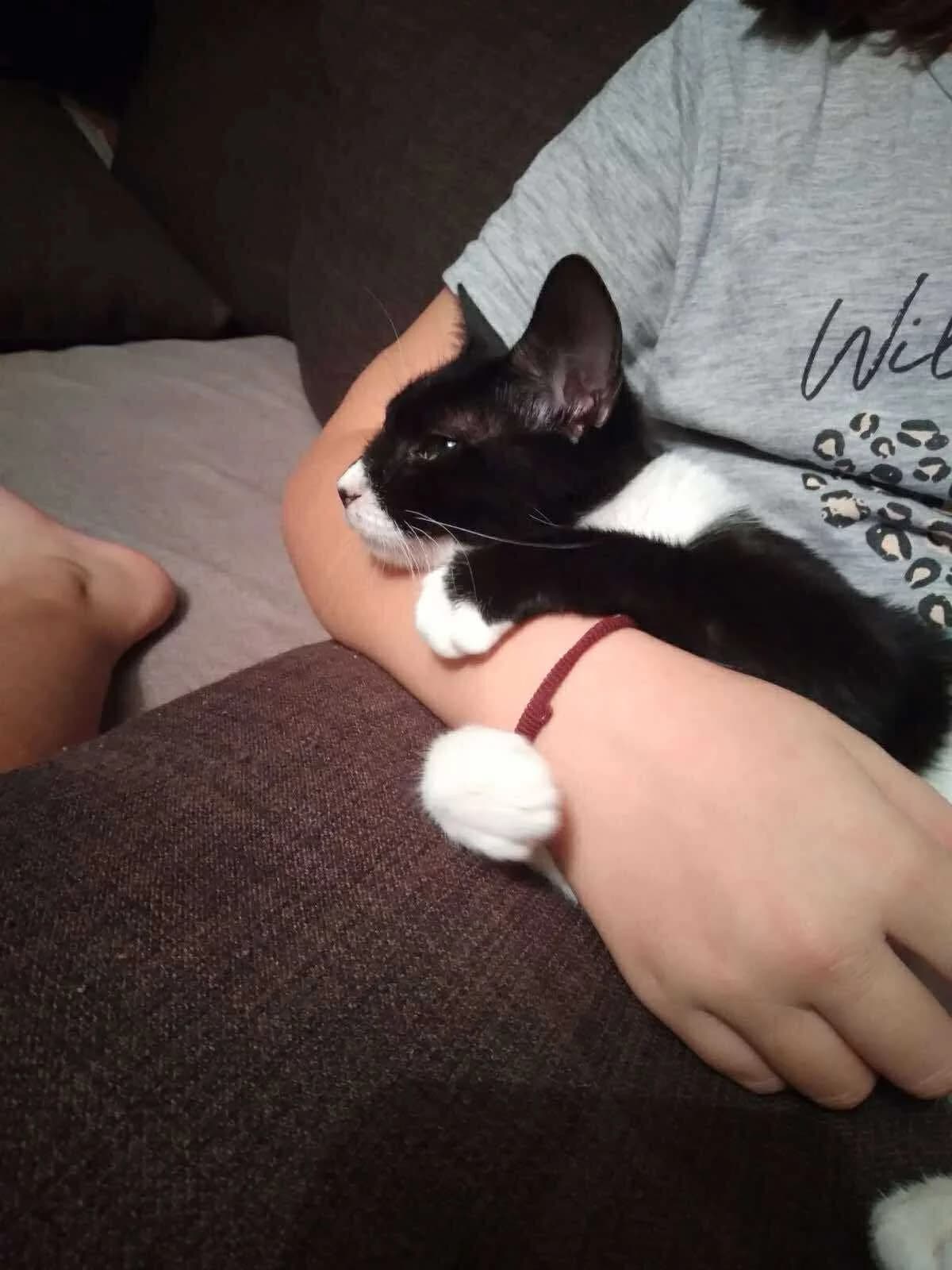 Mpoykitsa (Μπουκίτσα),  Mixed Breed for adoption at ZEIL — Ζωοφιλική Ένωση Ηλιούπολης, Helioupoli (Athens)