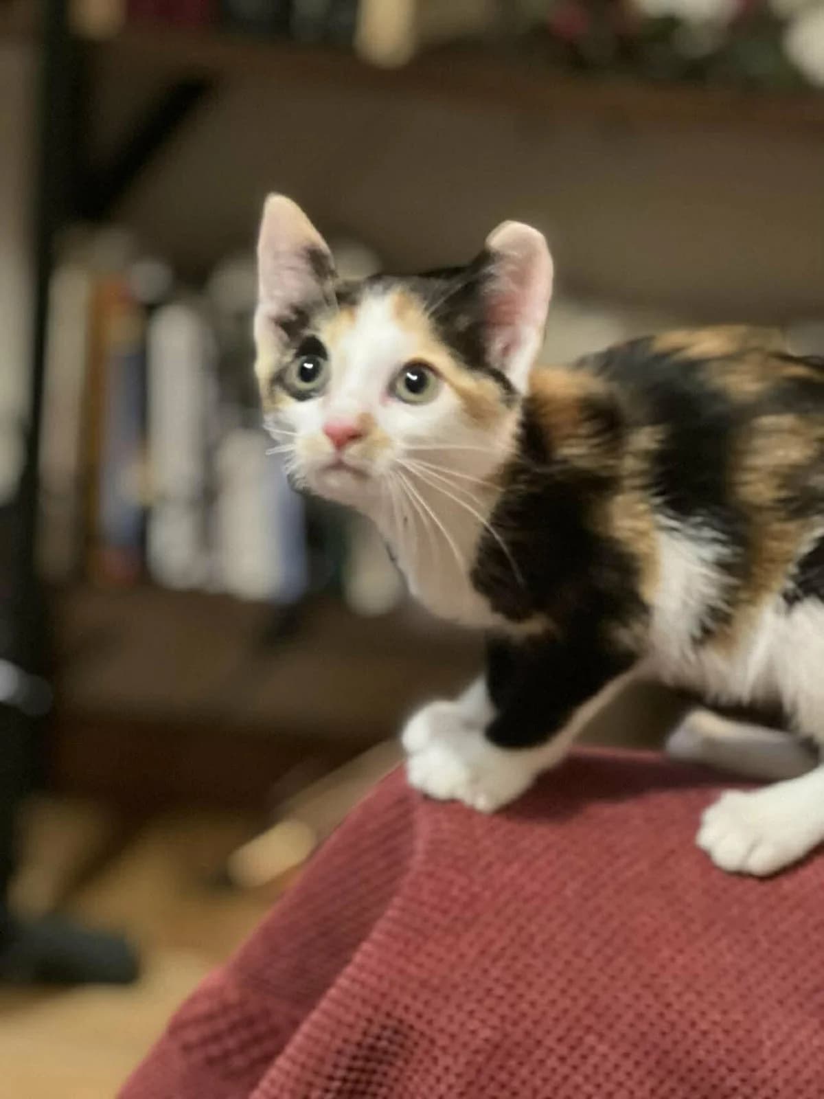 Mparmpet (Μπαρμπετ),  Mixed Breed for adoption at ZEIL — Ζωοφιλική Ένωση Ηλιούπολης, Helioupoli (Athens)