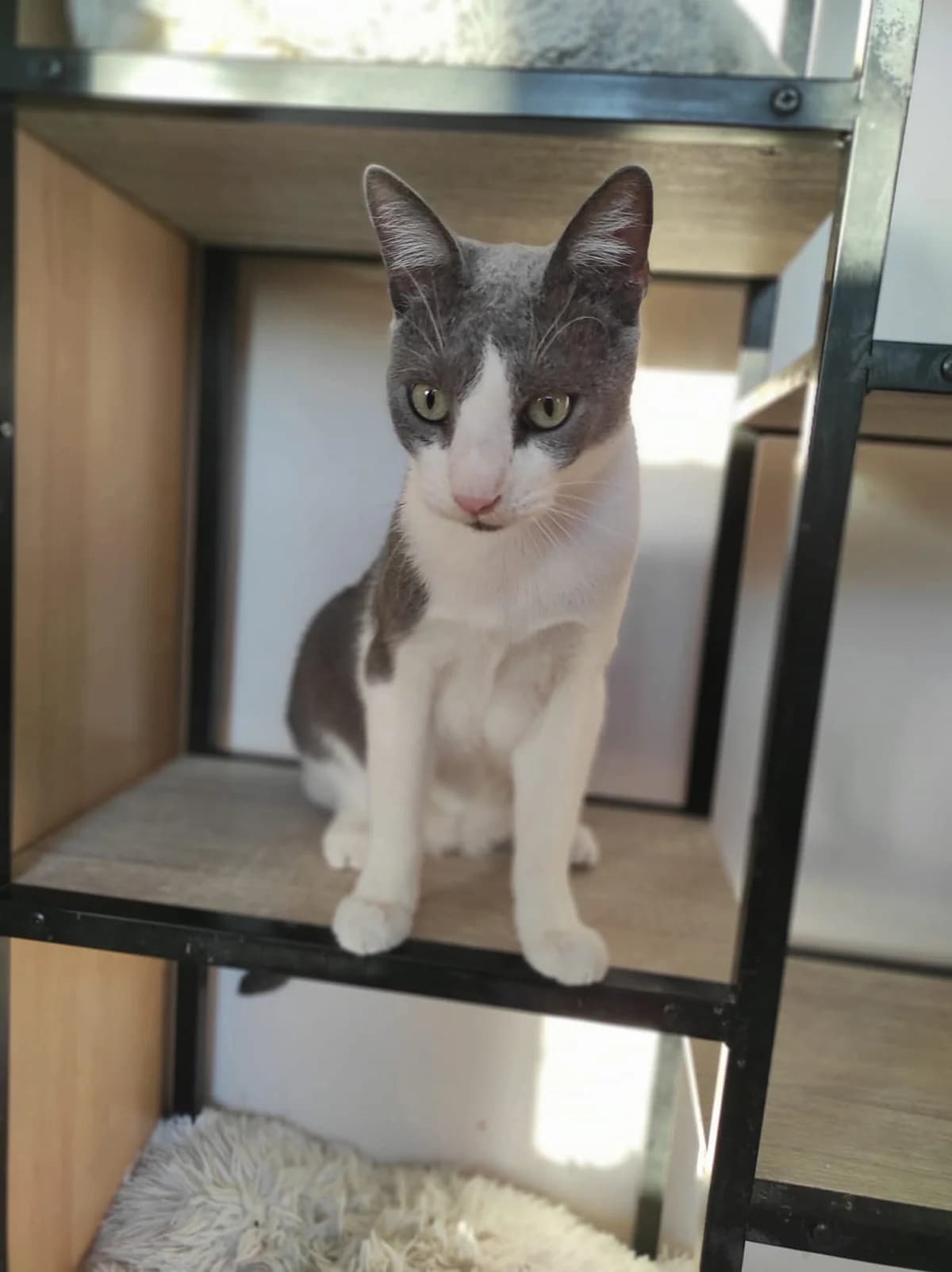 Orlanto (Ορλάντο),  Mixed Breed for adoption at ZEIL — Ζωοφιλική Ένωση Ηλιούπολης, Helioupoli (Athens)