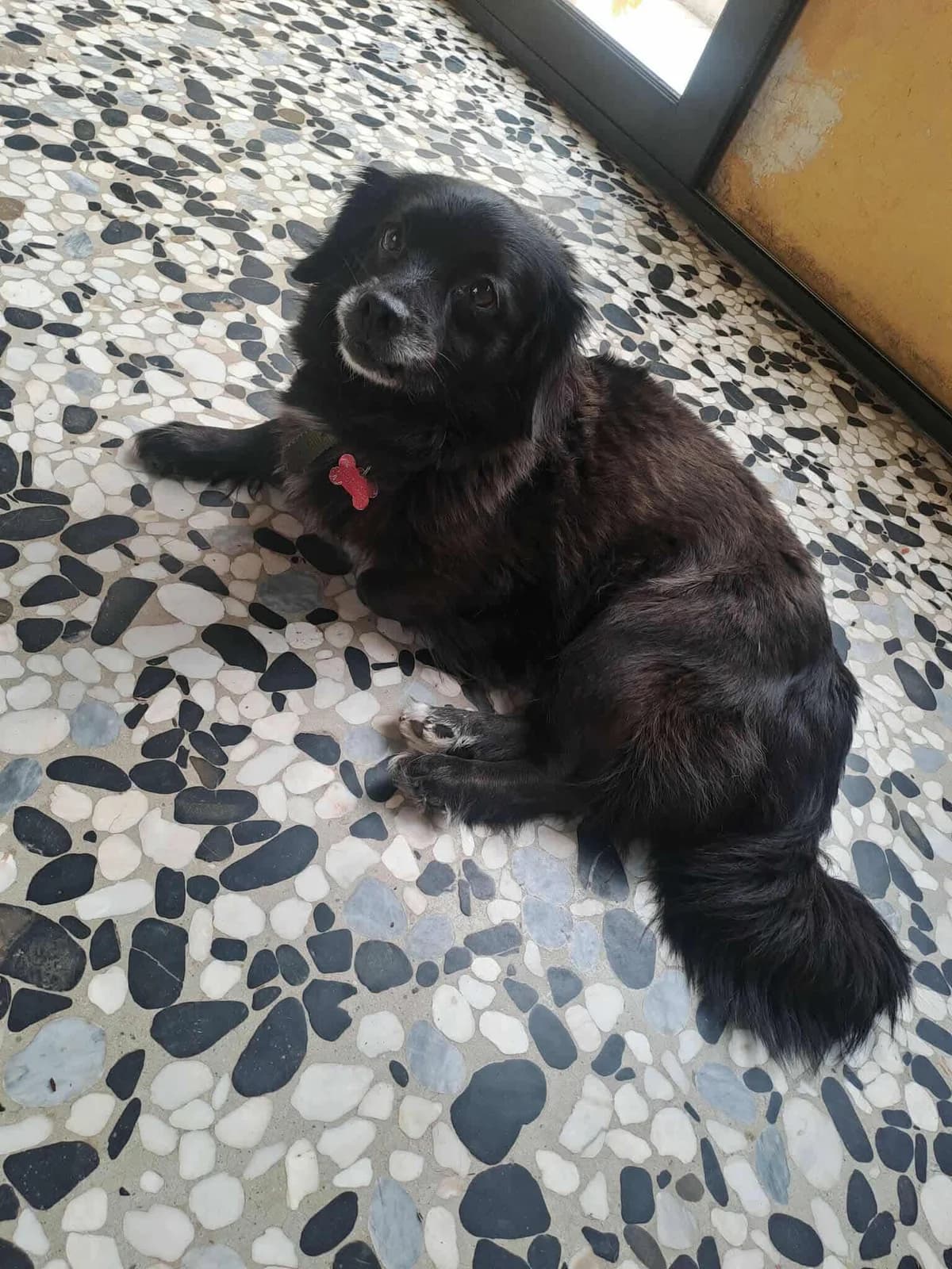 Guzel,  Mixed Breed for adoption at ZEIL — Ζωοφιλική Ένωση Ηλιούπολης, Helioupoli (Athens)