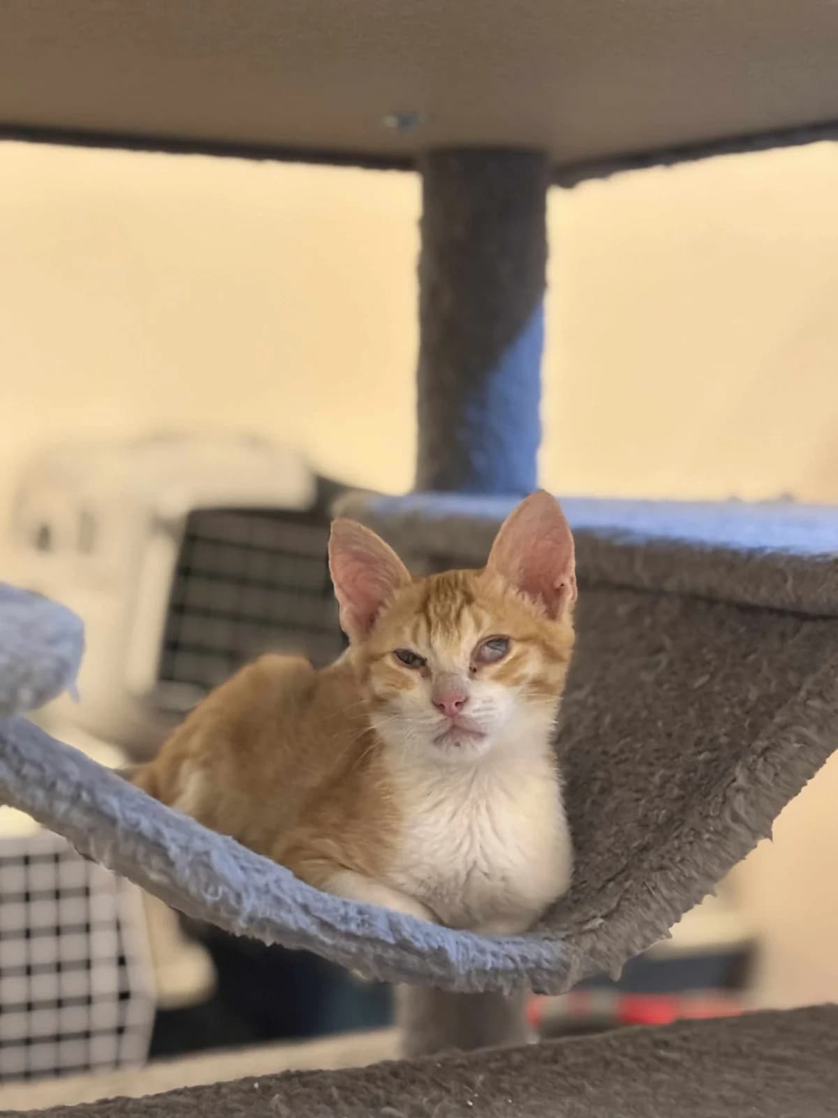 Lakis (Λάκης),  Mixed Breed for adoption at ZEIL — Ζωοφιλική Ένωση Ηλιούπολης, Helioupoli (Athens)