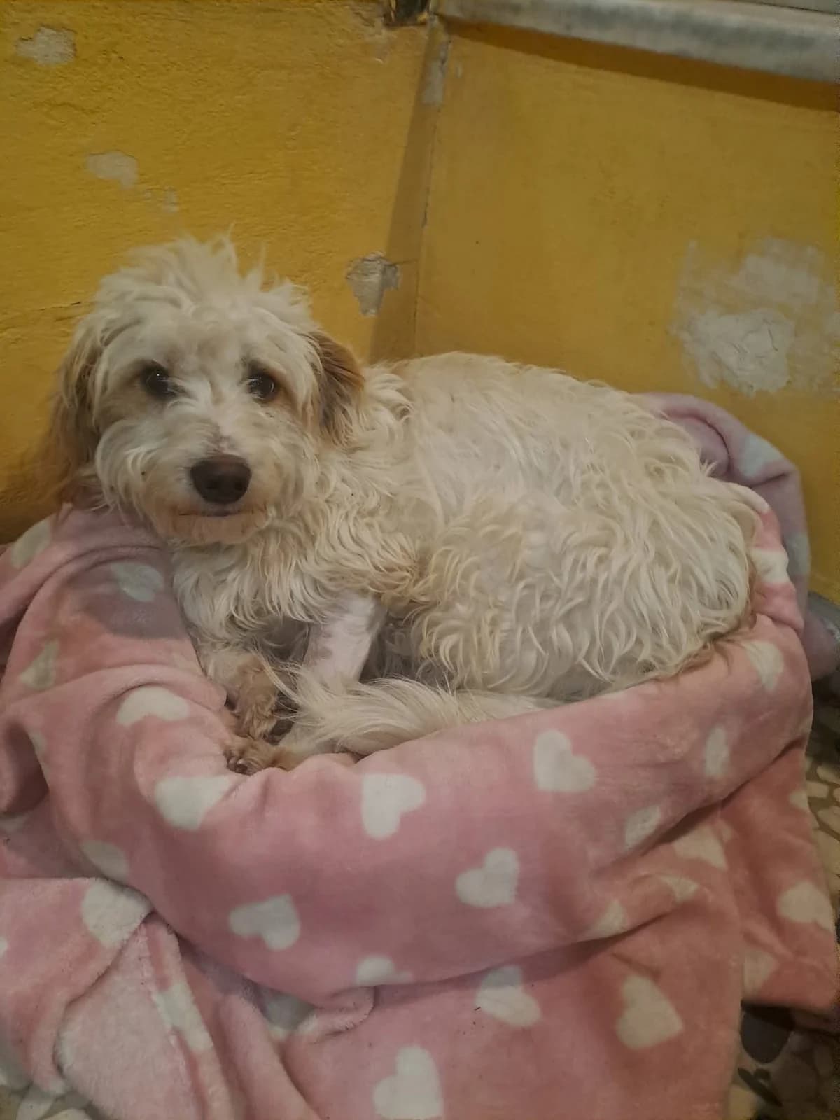 Loykoymis (Λουκούμης),  Mixed Breed for adoption at ZEIL — Ζωοφιλική Ένωση Ηλιούπολης, Helioupoli (Athens)