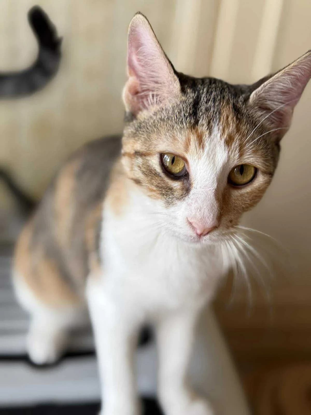 Magda (Μάγδα),  Mixed Breed for adoption at ZEIL — Ζωοφιλική Ένωση Ηλιούπολης, Helioupoli (Athens)
