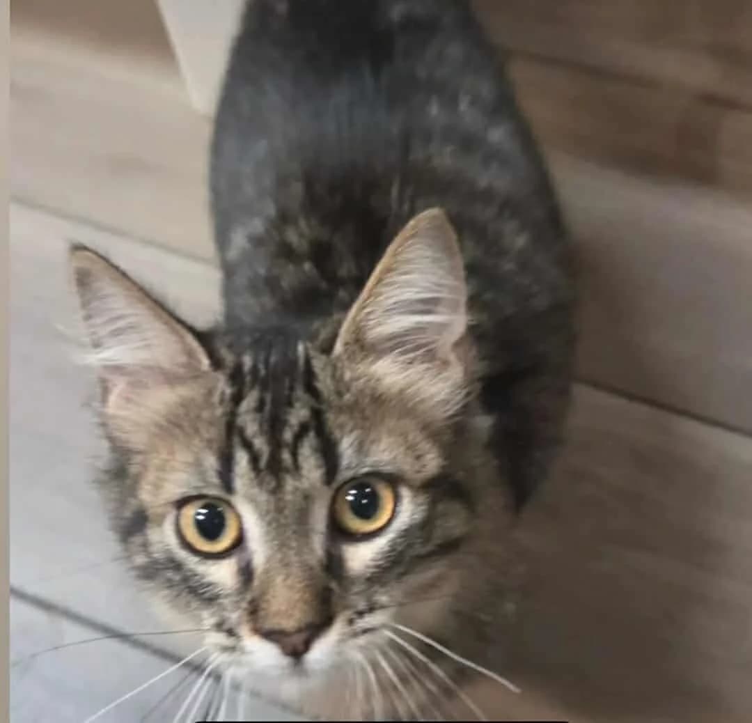 Romperto (Ρομπερτο),  Mixed Breed for adoption at ZEIL — Ζωοφιλική Ένωση Ηλιούπολης, Helioupoli (Athens)