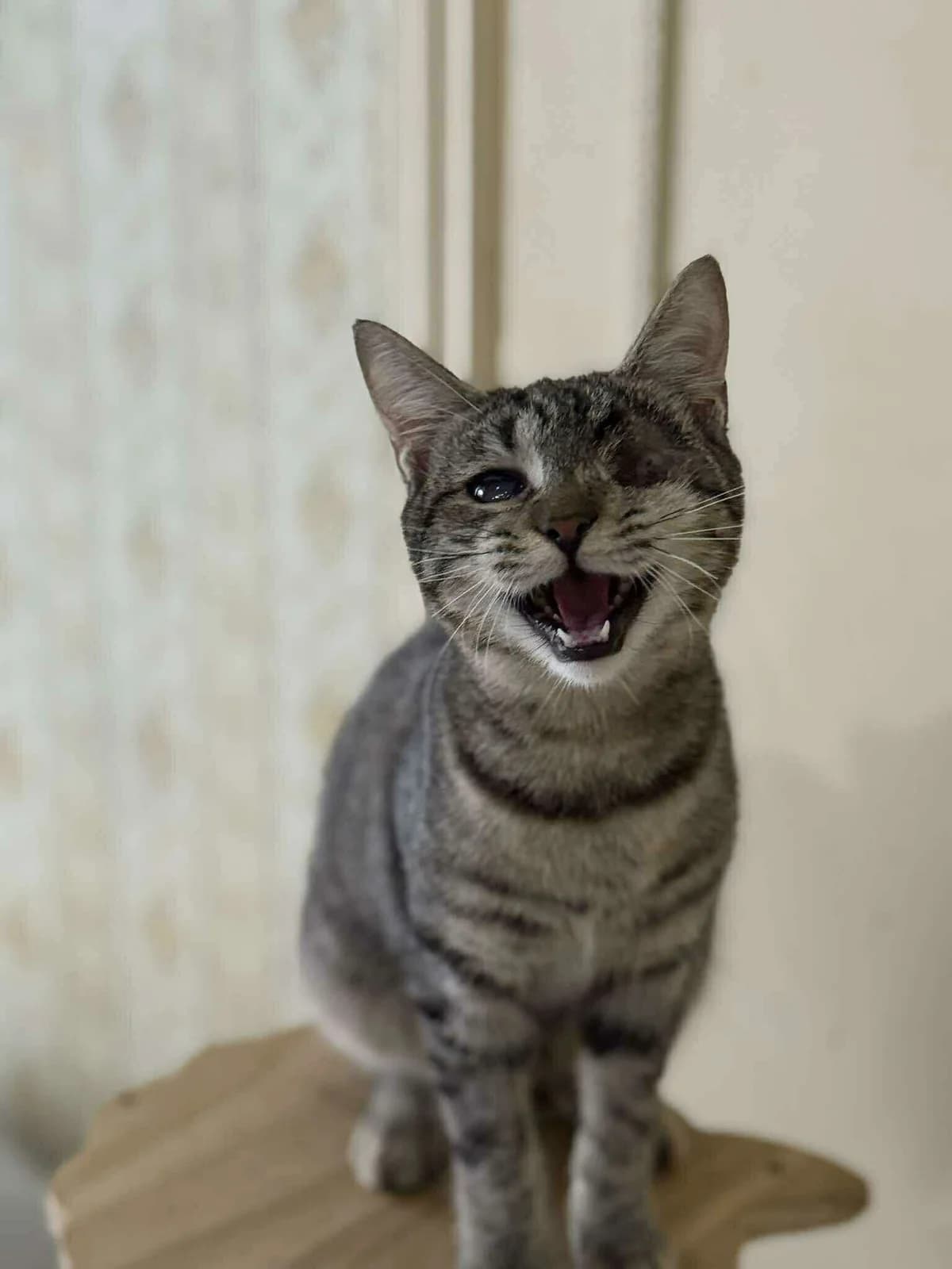 Nagia (Νάγια),  Mixed Breed for adoption at ZEIL — Ζωοφιλική Ένωση Ηλιούπολης, Helioupoli (Athens)