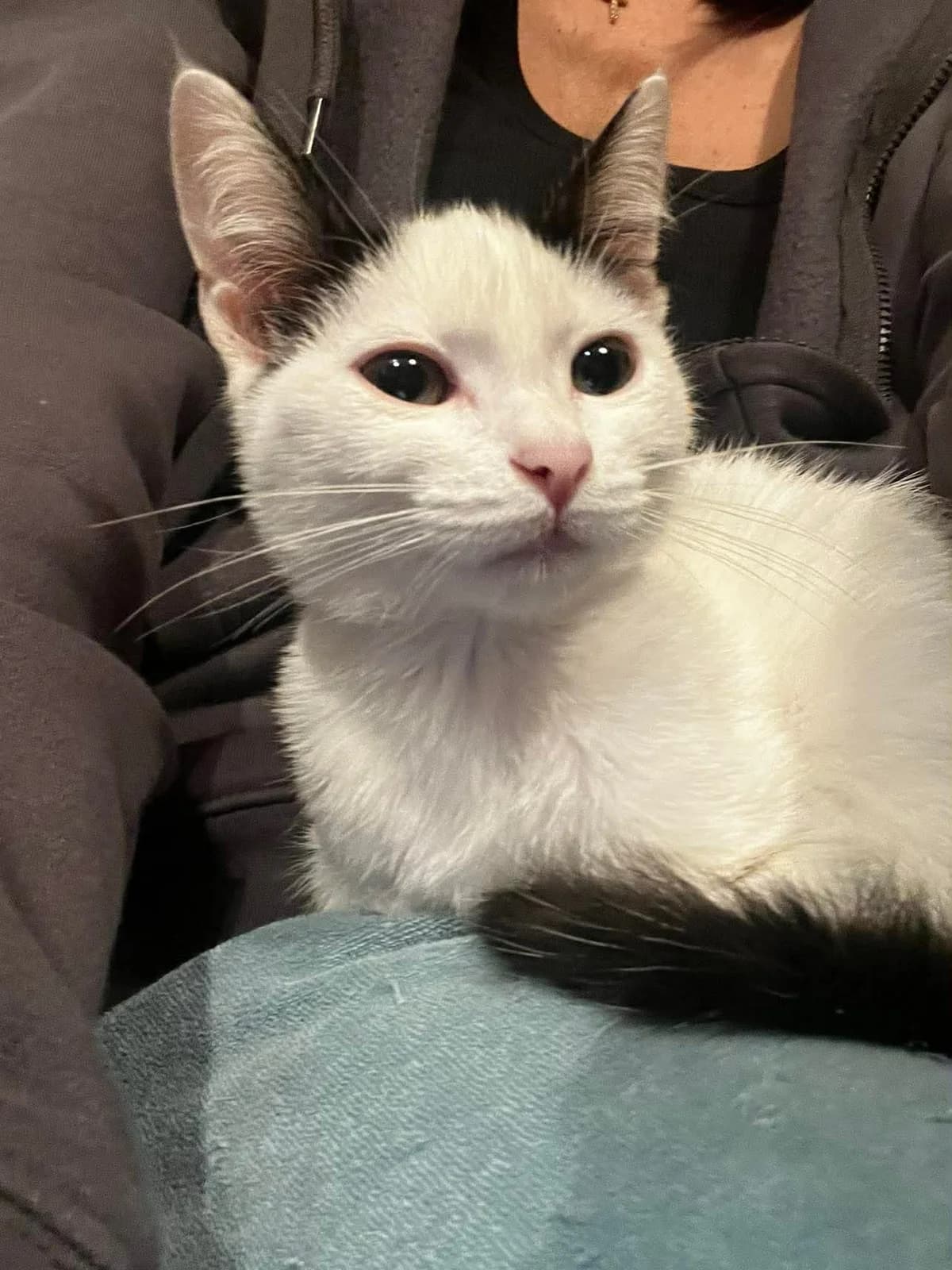 Blanco,  Mixed Breed for adoption at ZEIL — Ζωοφιλική Ένωση Ηλιούπολης, Helioupoli (Athens)