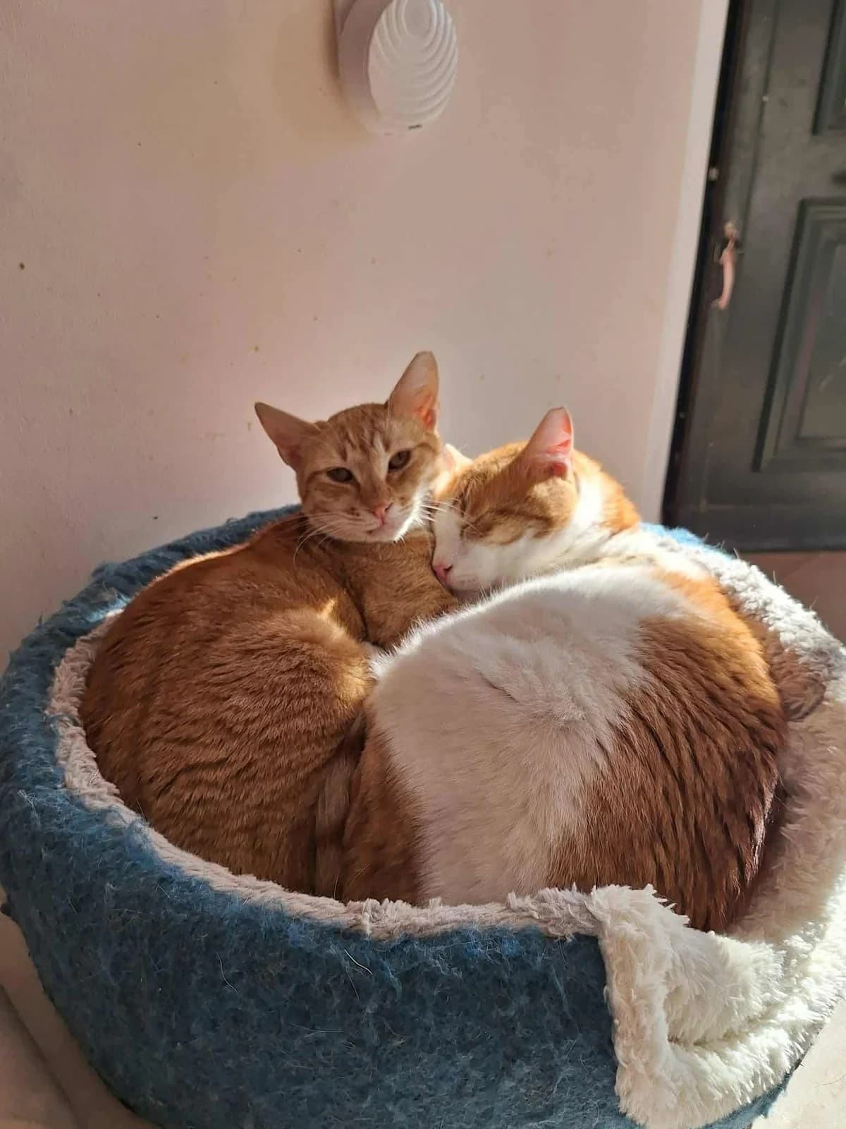 Moysakas (Μουσακάς),  Mixed Breed for adoption at ZEIL — Ζωοφιλική Ένωση Ηλιούπολης, Helioupoli (Athens)