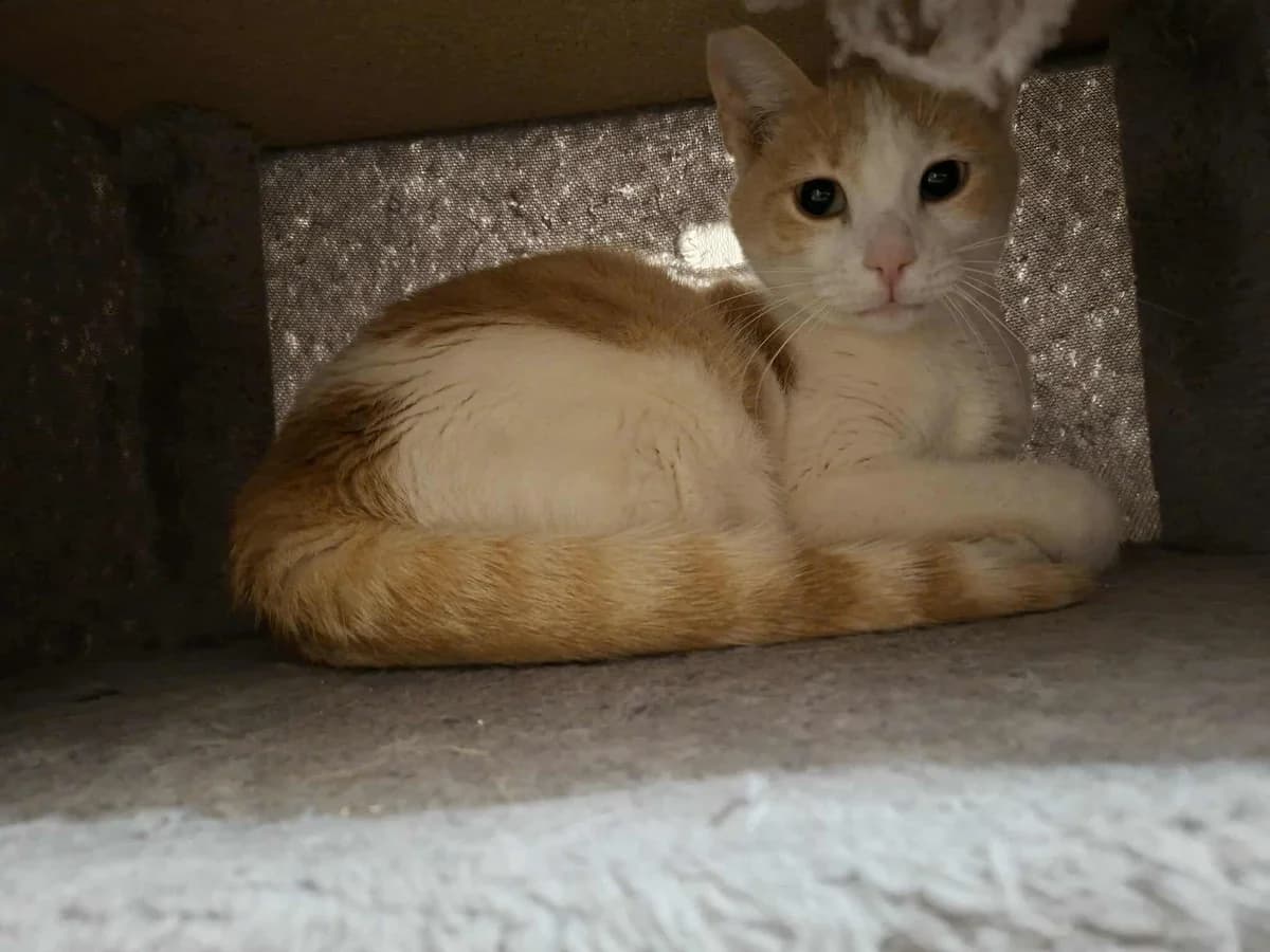 Doykissa (Δούκισσα),  Mixed Breed for adoption at ZEIL — Ζωοφιλική Ένωση Ηλιούπολης, Helioupoli (Athens)