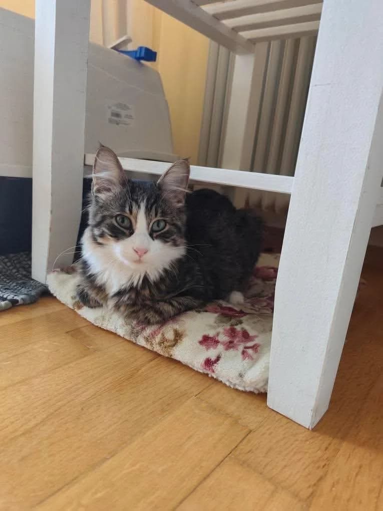 Lolita,  Mixed Breed for adoption at ZEIL — Ζωοφιλική Ένωση Ηλιούπολης, Helioupoli (Athens)