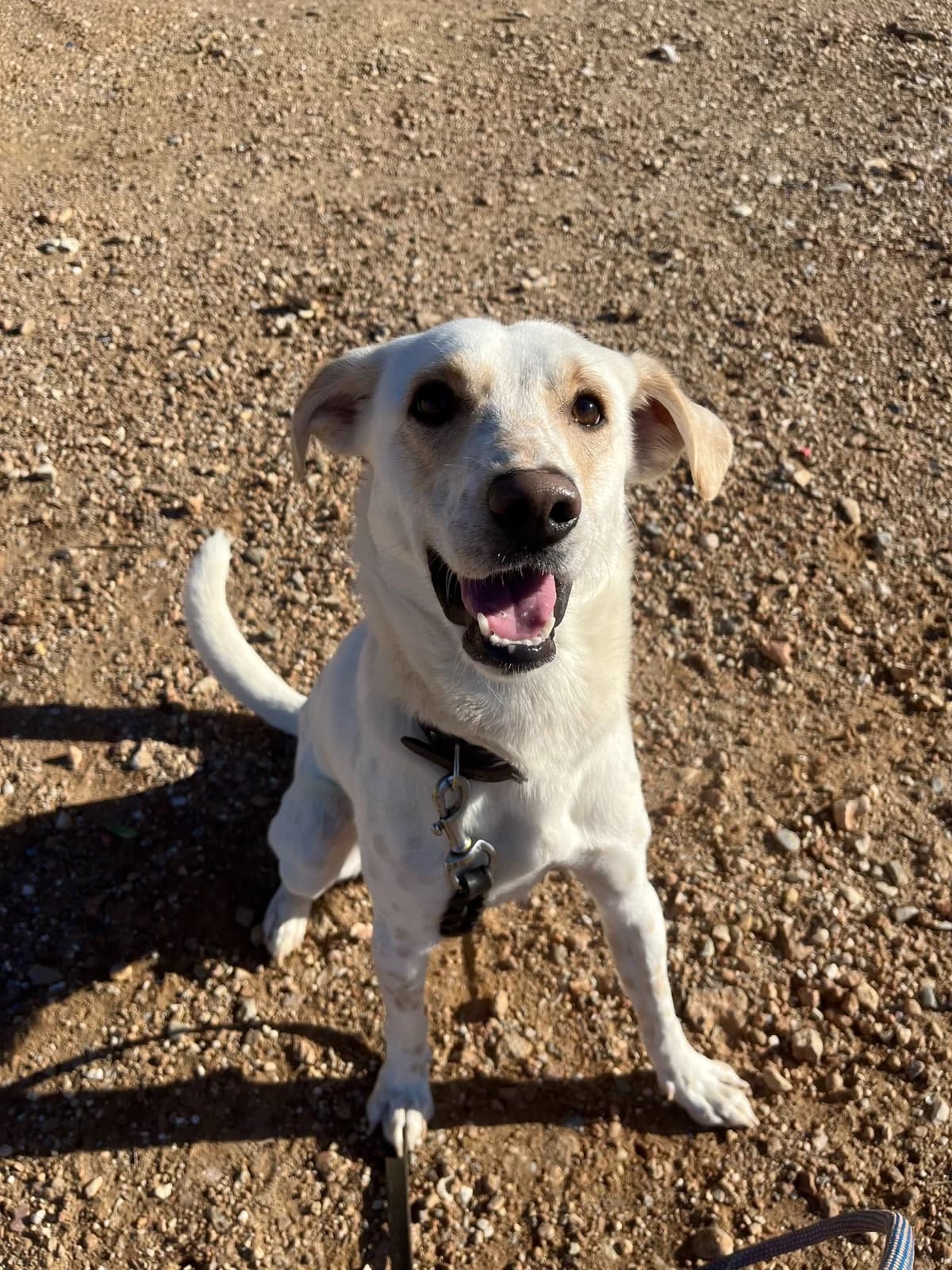 Tompi (Τόμπι),  Mixed Breed for adoption at ZEIL — Ζωοφιλική Ένωση Ηλιούπολης, Helioupoli (Athens)