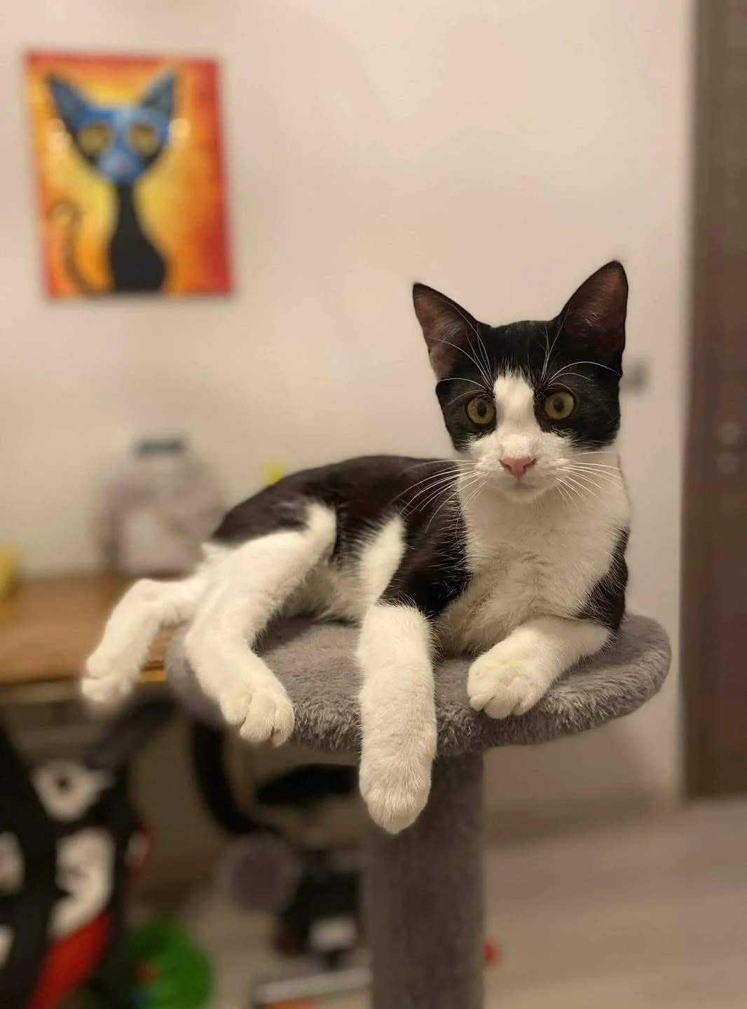 Skakis (Σκάκης),  Mixed Breed for adoption at ZEIL — Ζωοφιλική Ένωση Ηλιούπολης, Helioupoli (Athens)