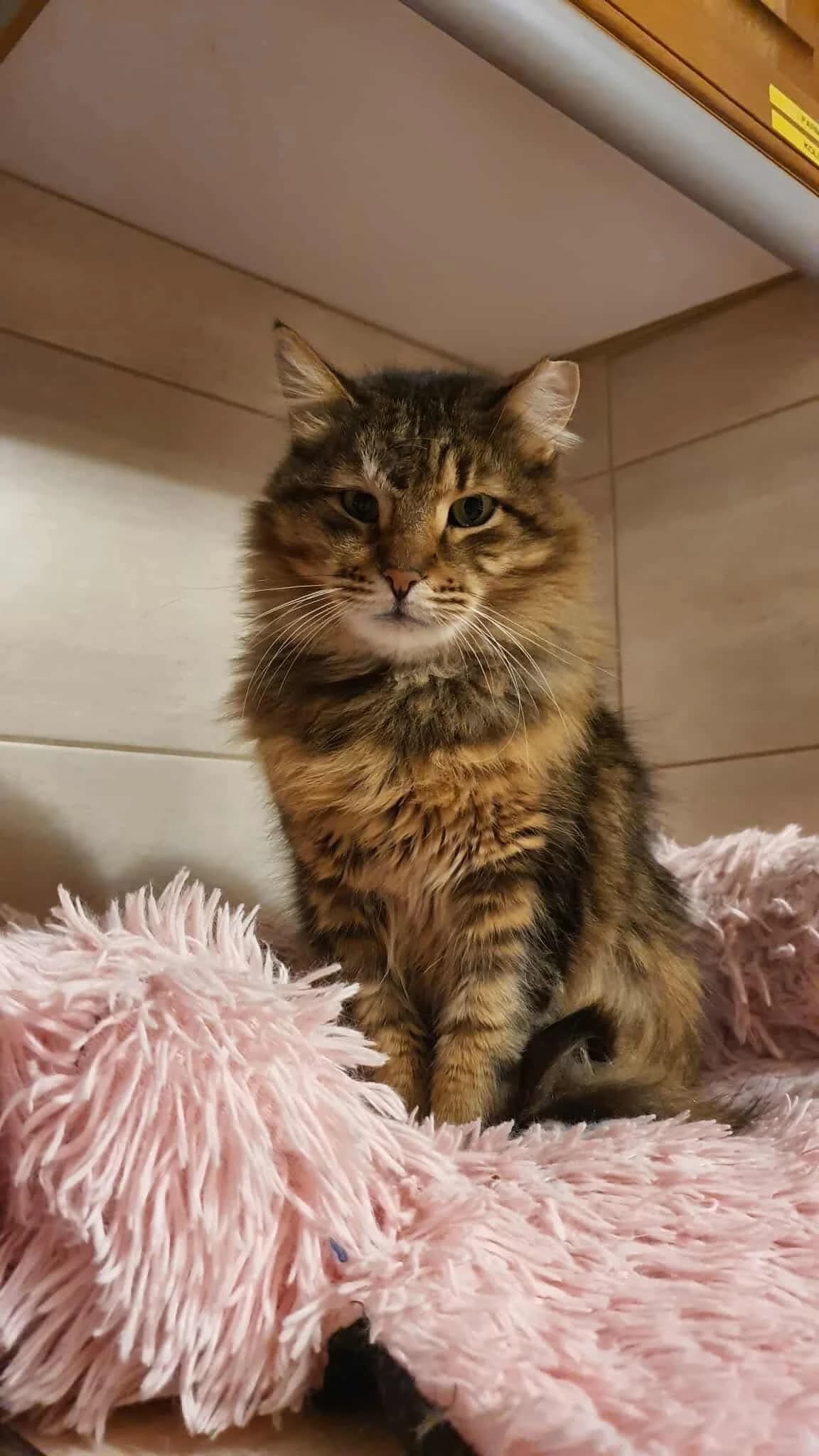 Chafi (Χάφι),  Mixed Breed for adoption at ZEIL — Ζωοφιλική Ένωση Ηλιούπολης, Helioupoli (Athens)