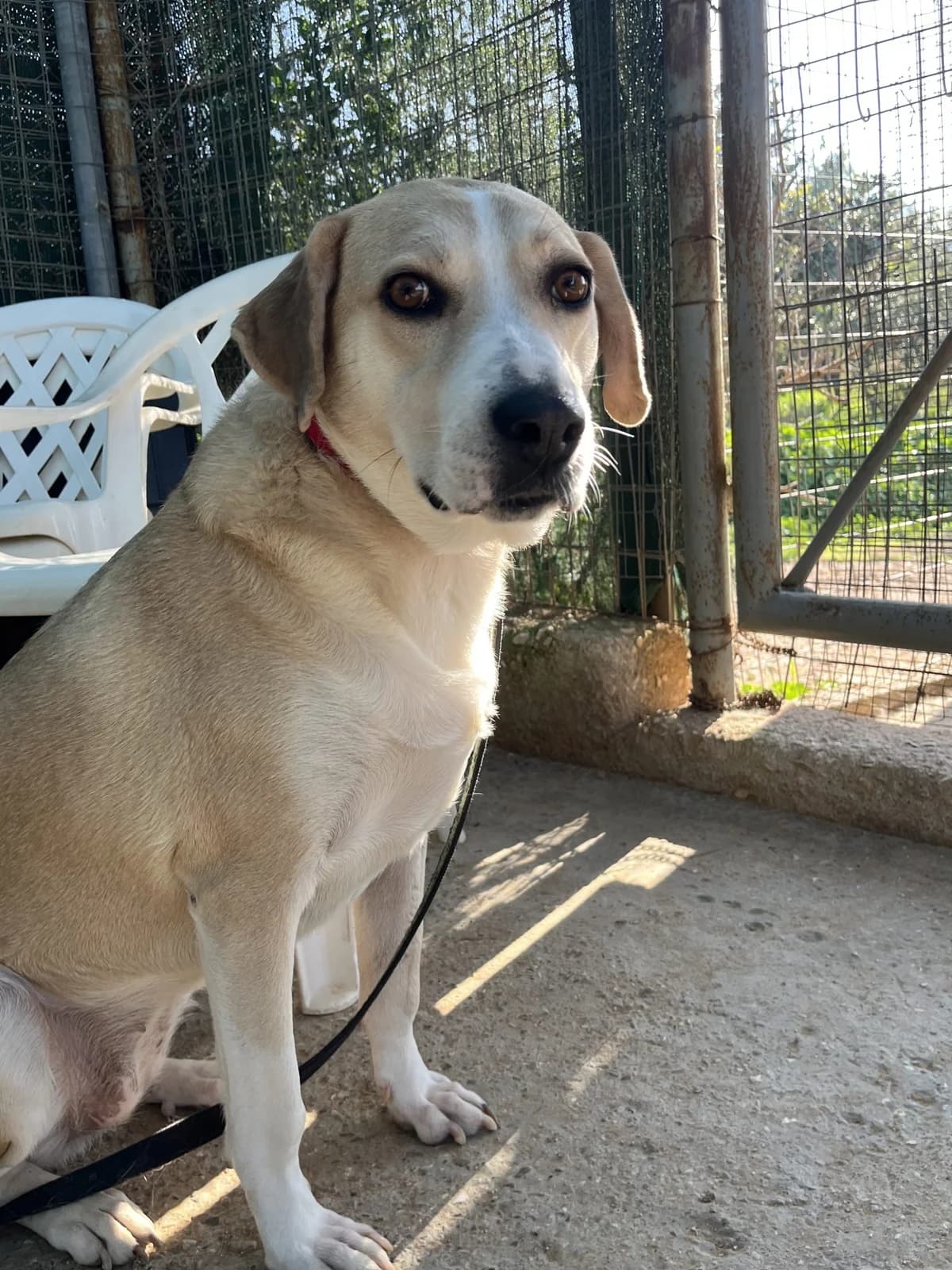 Ήra (Ήρα),  Mixed Breed for adoption at ZEIL — Ζωοφιλική Ένωση Ηλιούπολης, Helioupoli (Athens)