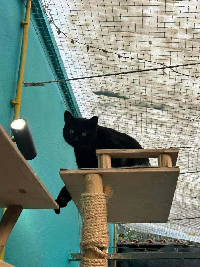 Alex (Αλεξ),  Mixed Breed for adoption at ZEIL — Ζωοφιλική Ένωση Ηλιούπολης, Helioupoli (Athens)