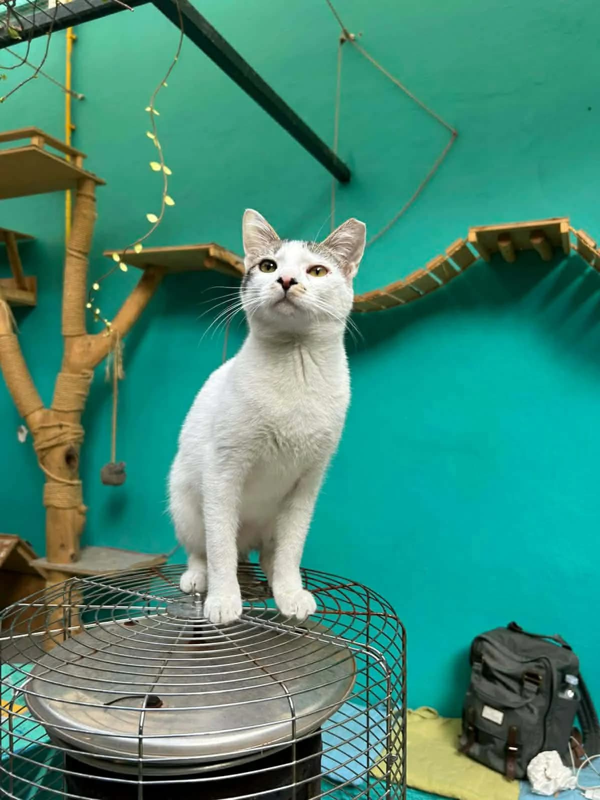 Litsa (Λίτσα),  Mixed Breed for adoption at ZEIL — Ζωοφιλική Ένωση Ηλιούπολης, Helioupoli (Athens)