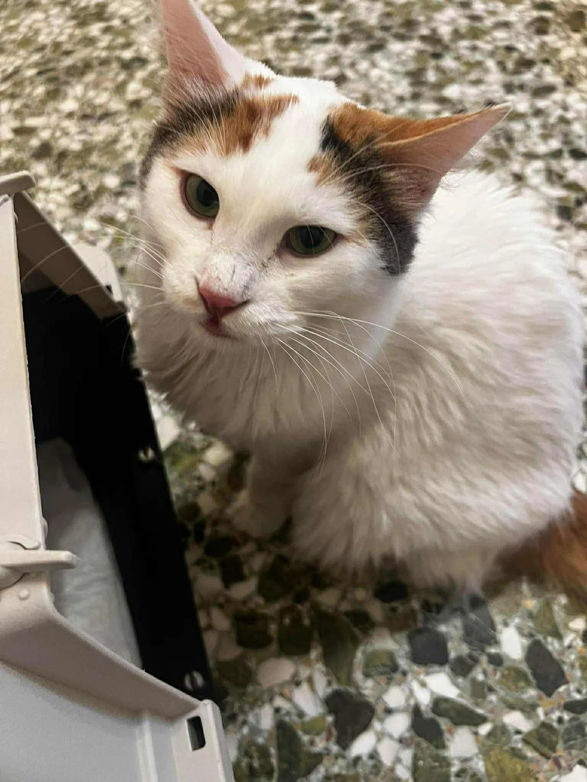 Rozalia (Ροζαλία),  Mixed Breed for adoption at ZEIL — Ζωοφιλική Ένωση Ηλιούπολης, Helioupoli (Athens)